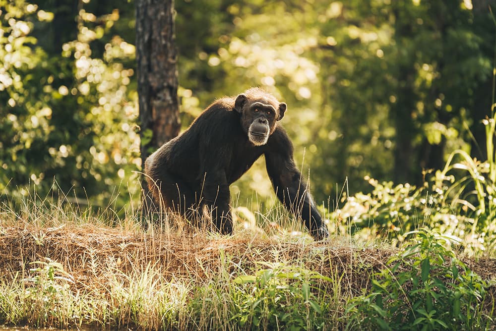 Chimp Haven