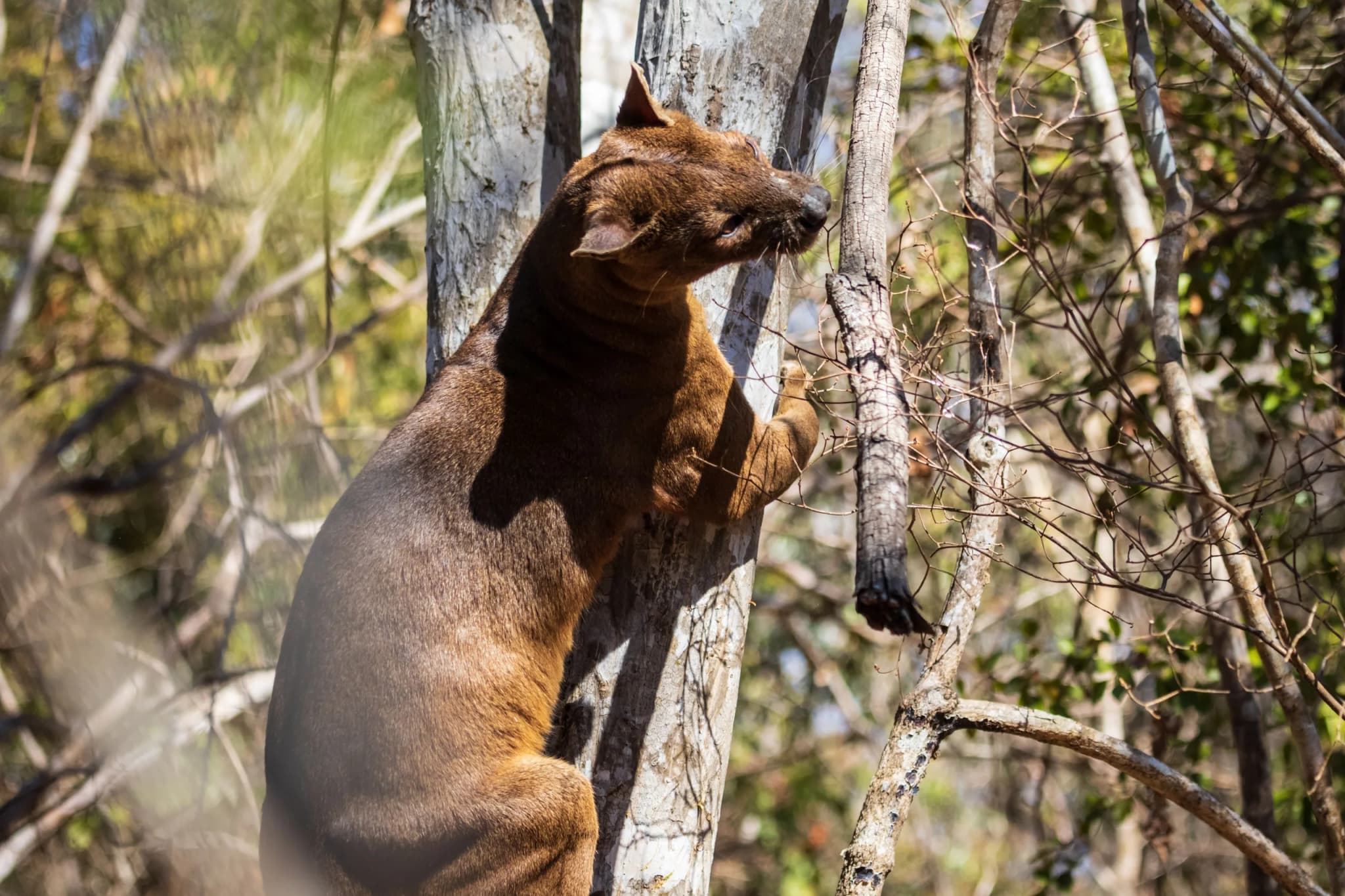 Fossa climbing a tree in Kirindy Mitea National Park, Madagascar
