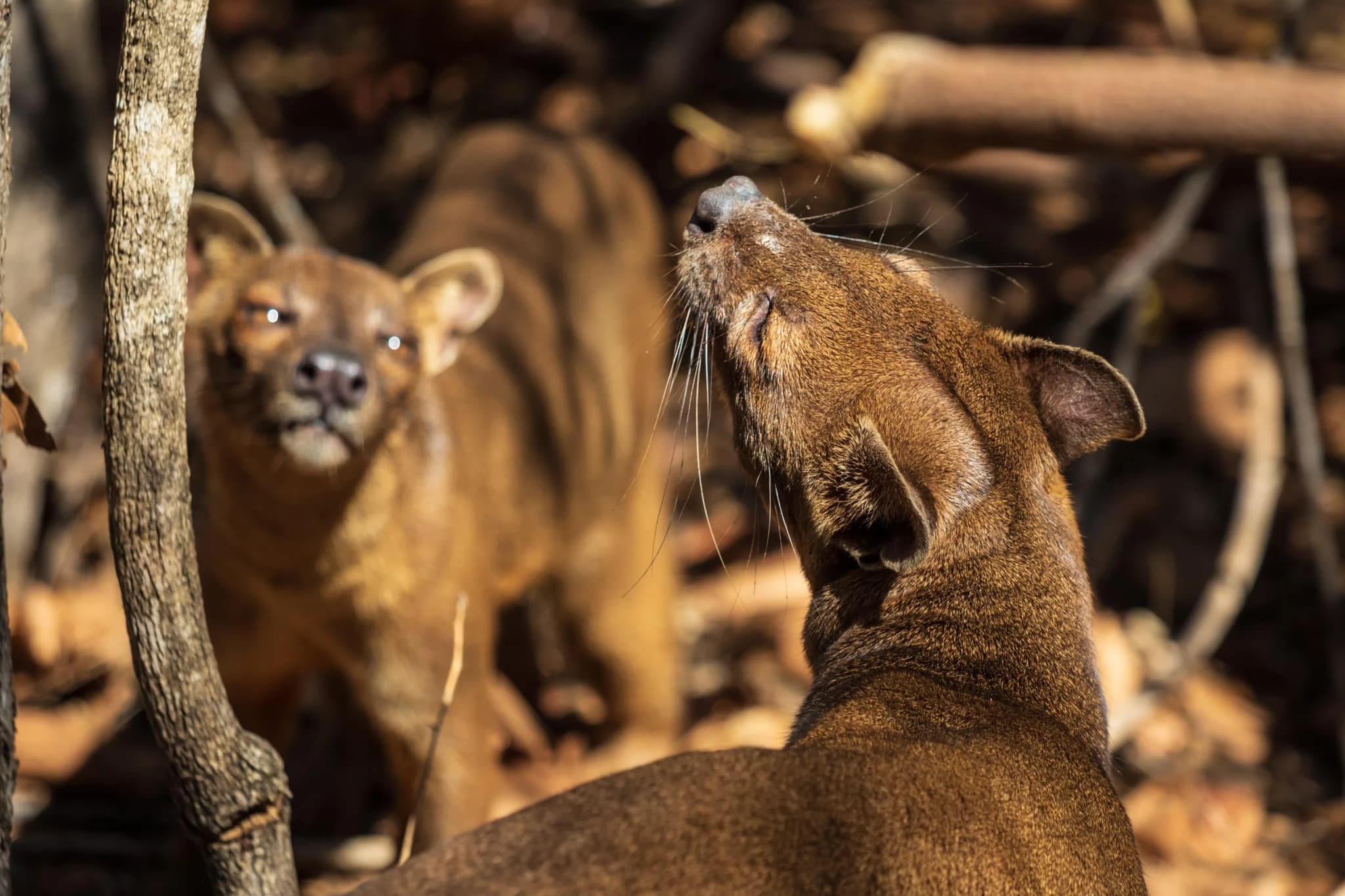 Two fossas interacting in natural habitat, Madagascar