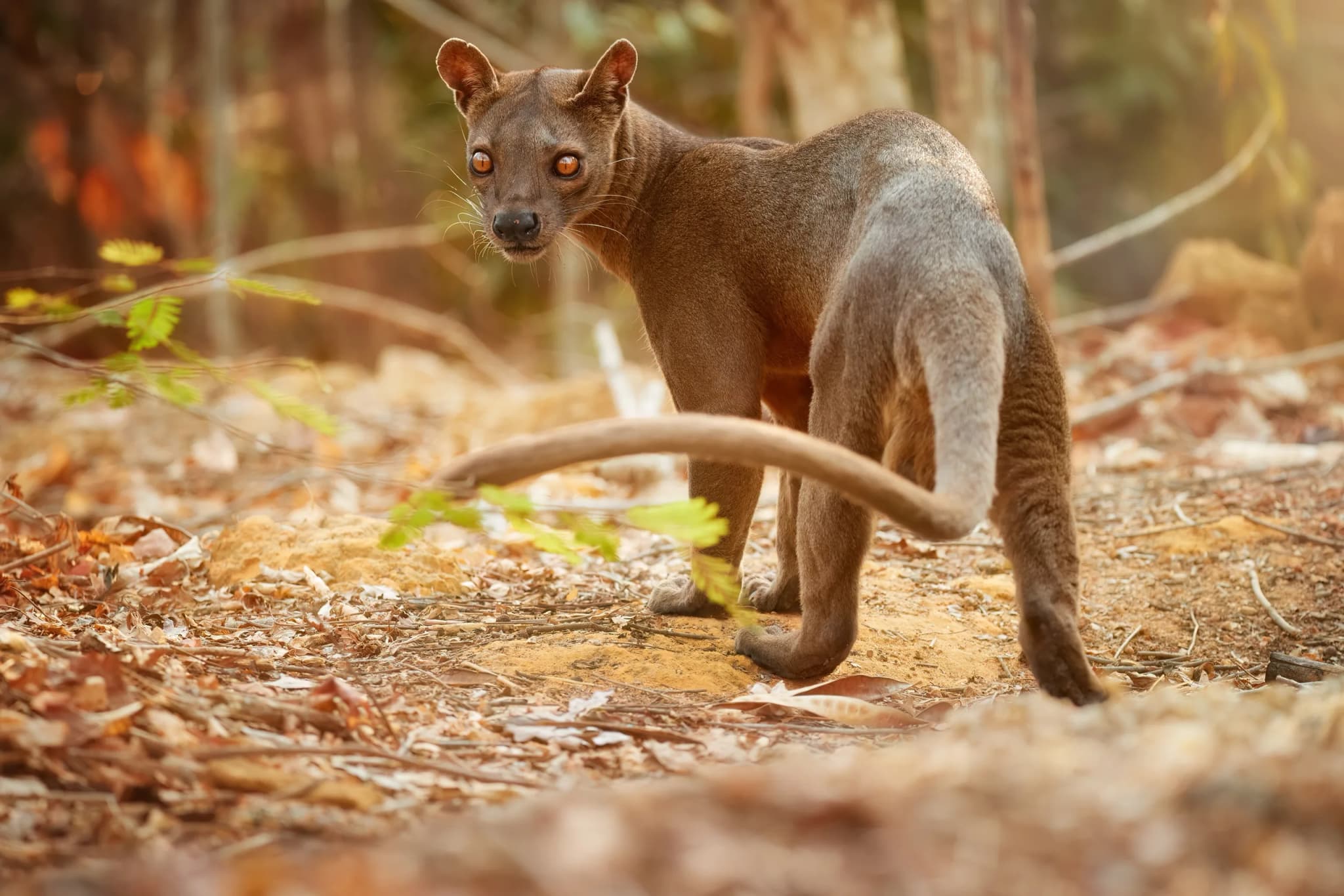 Madagascar fossa. Apex predator, lemur hunter. General view, fossa male with long tail in natural habitat. Shades of bro