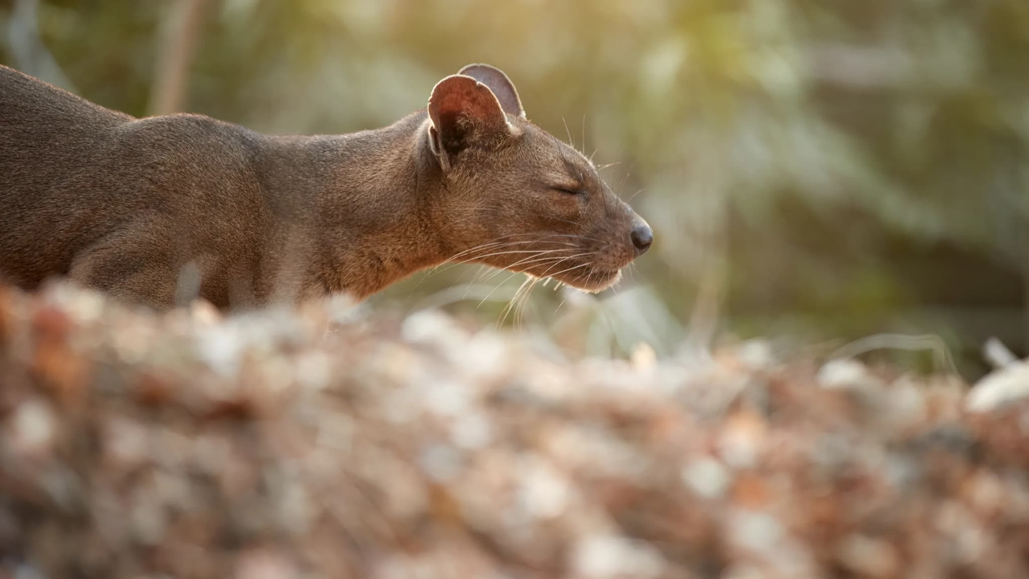 Fossa animal, Cryptoprocta ferox. Madagascar Apex predator, lemur hunter. Close up, side portrait, natural habitat of dr