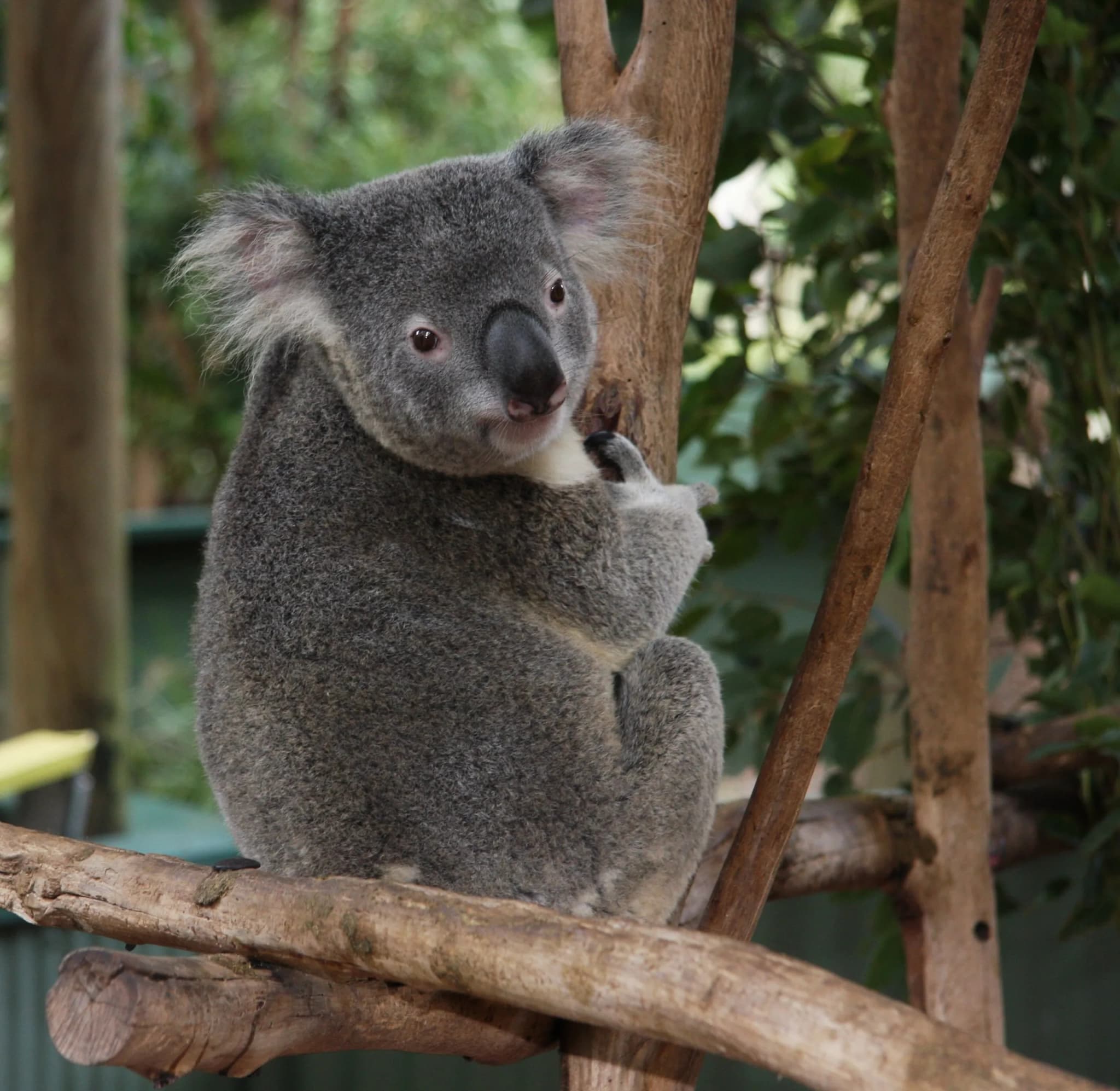 Koala