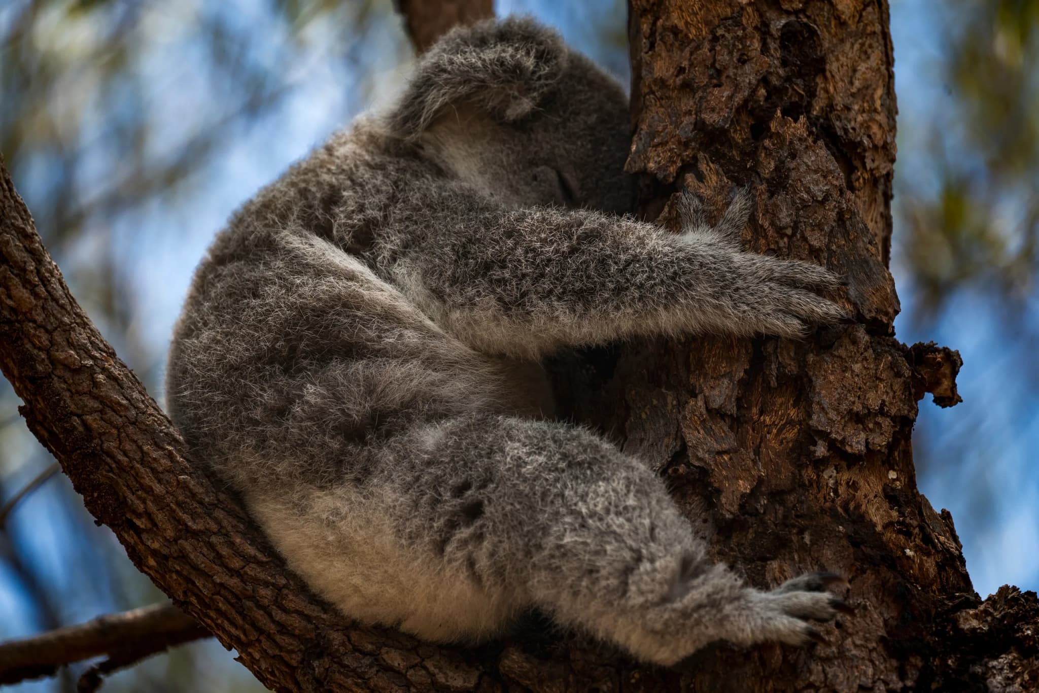 Koalas in their natural habitat on Magnetic Island, Australia