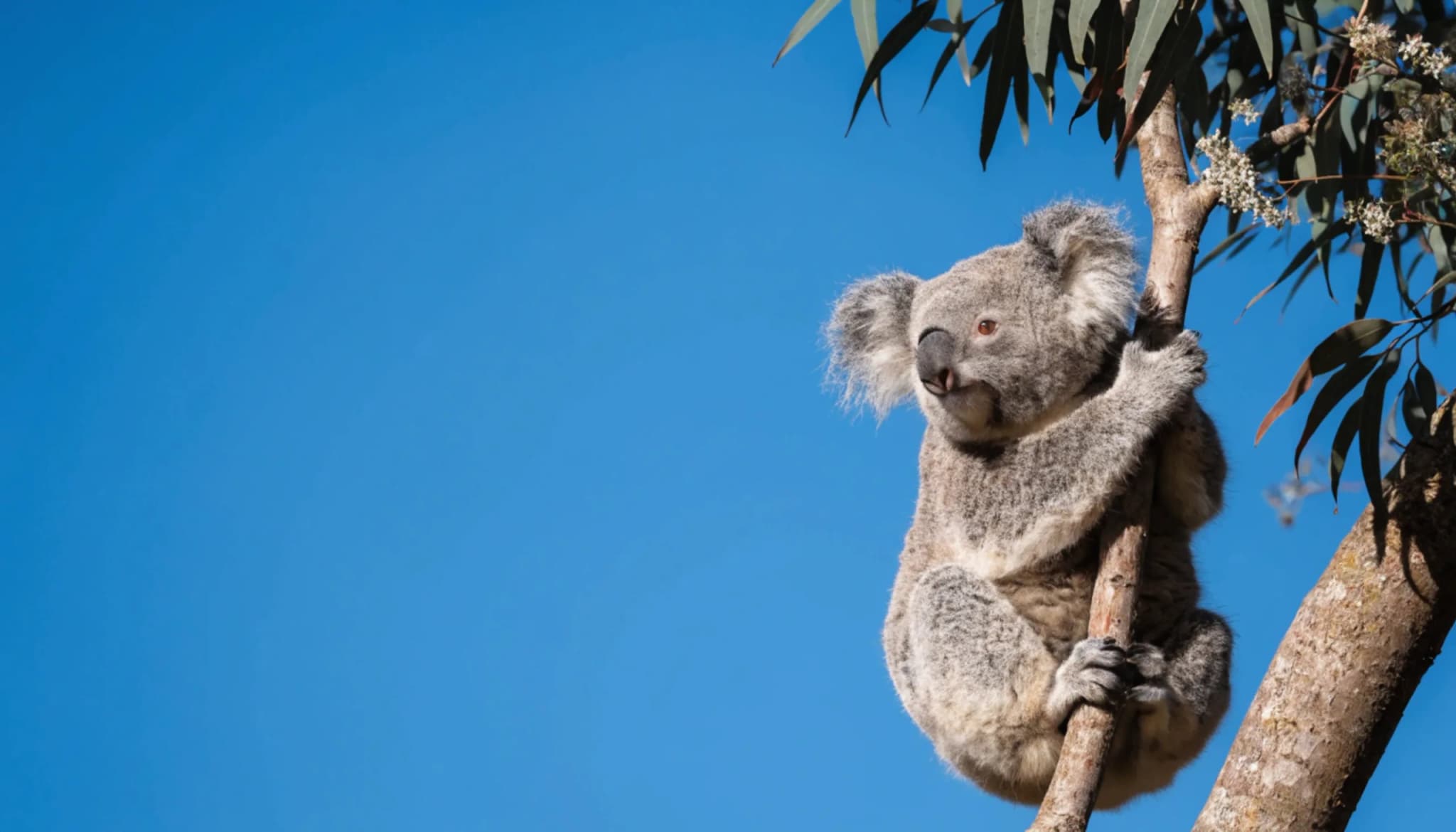 Fluffy gray koala bear resting peacefully on a sturdy eucalyptus tree branch under a bright clear blue summer sky while 