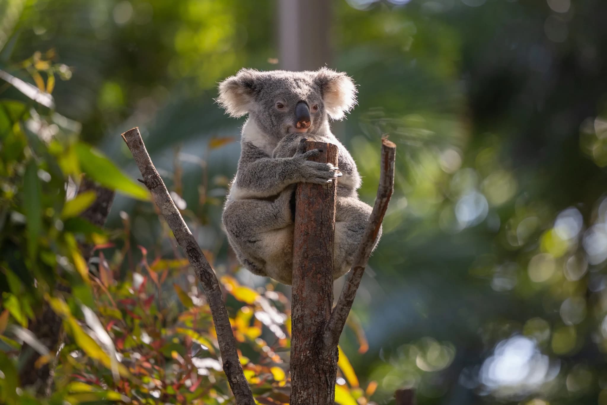 Koala marsupial native to Australia seen in a eucalyptus tree in it's natural native habitat