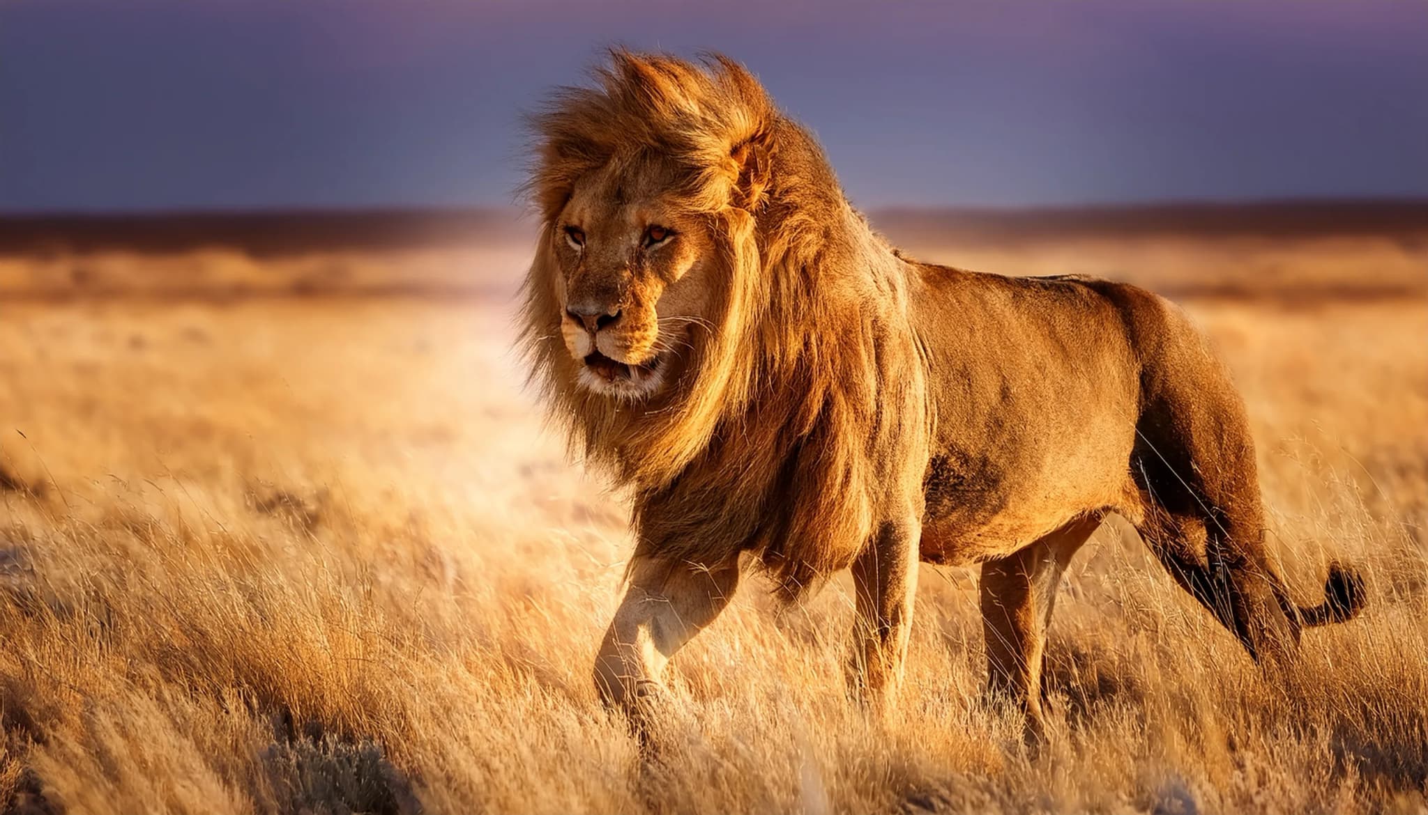 Lion