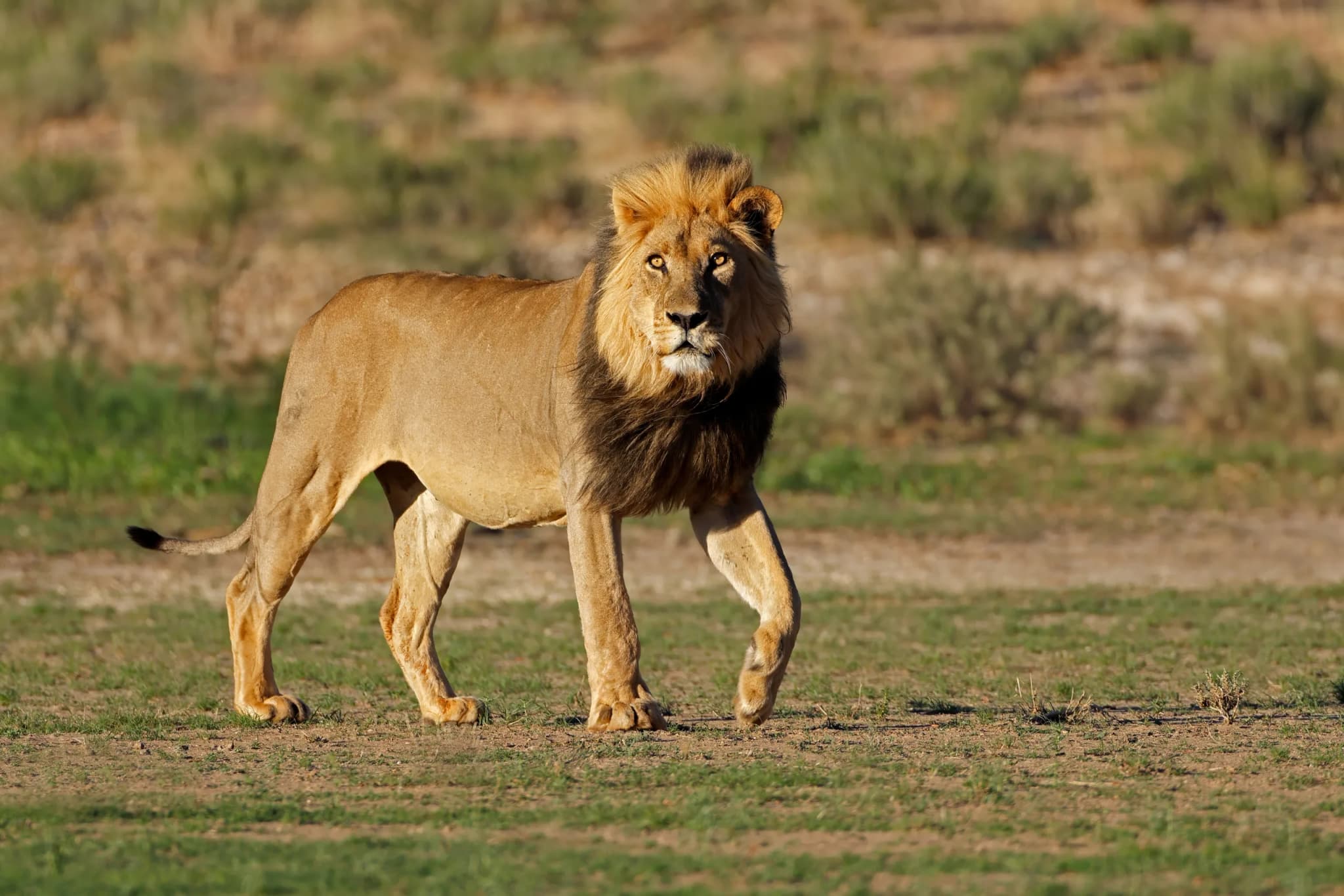 Male African lion walking in early morning light, Kalahari desert