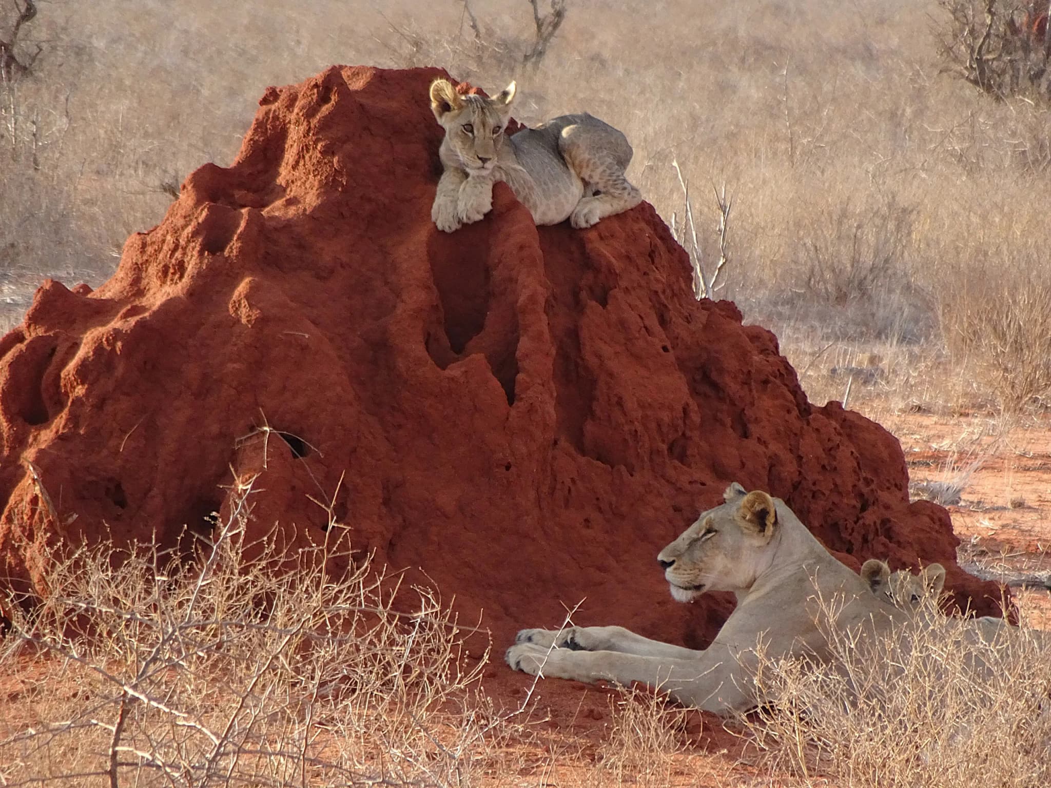 Two lions resting beside a termite mound in the dry savanna of Tsavo East