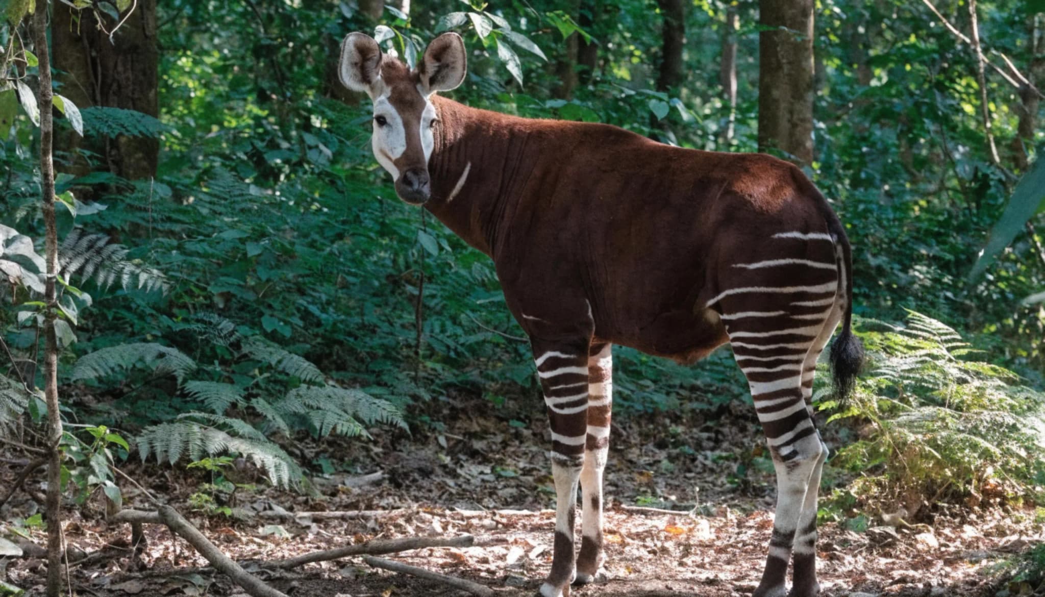Majestic okapi standing gracefully in the lush green forest environment showcasing its unique brown velvet coat and stri