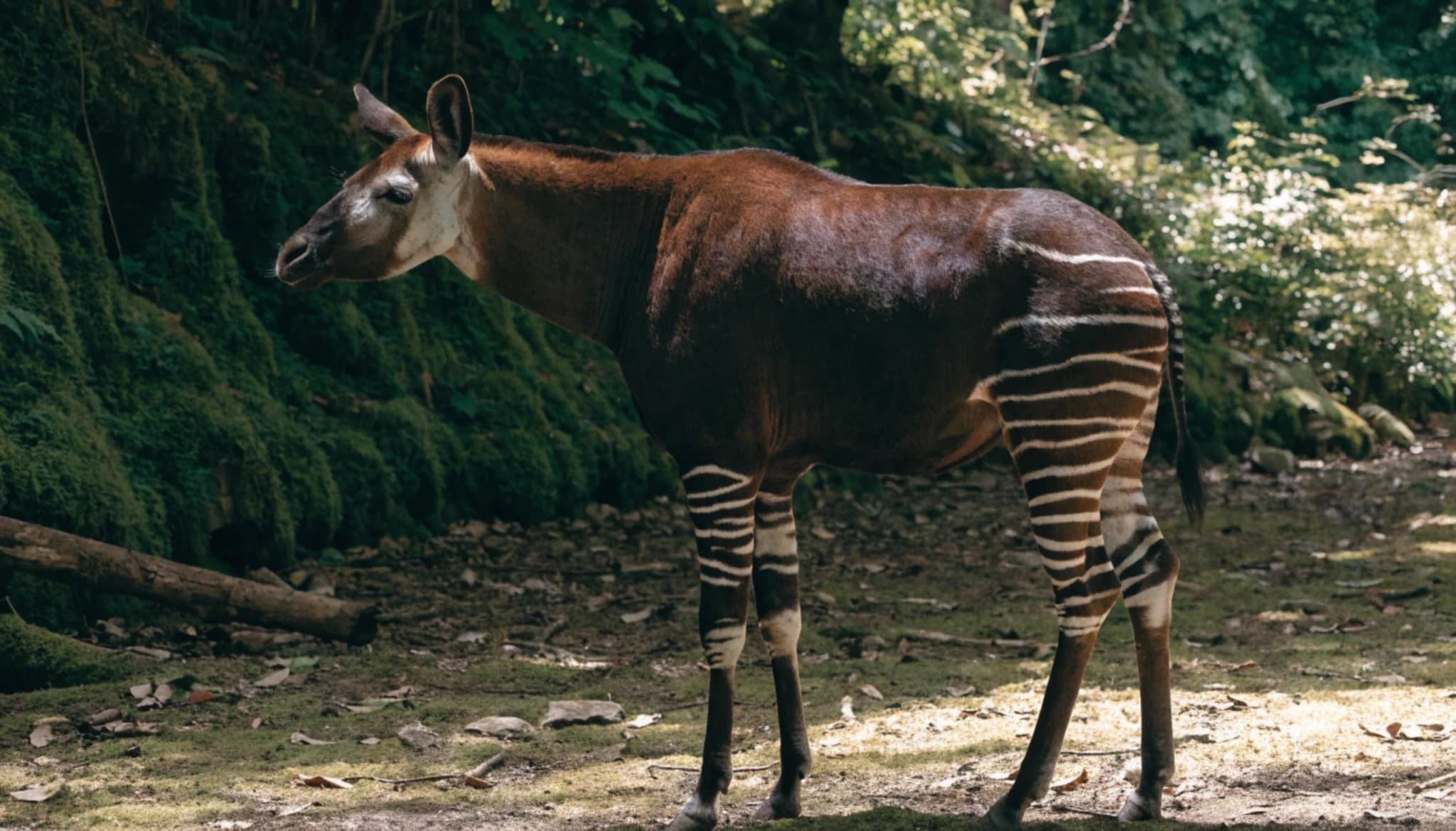 Majestic okapi standing gracefully in a lush natural environment showcasing its unique velvet brown coat and striking wh