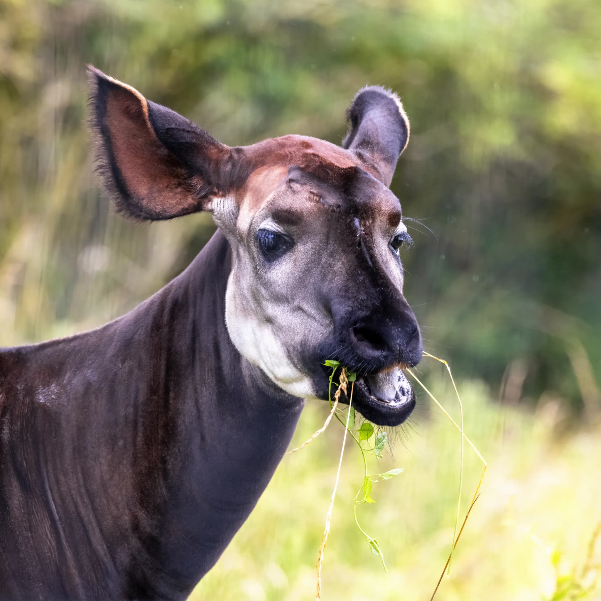 Adult okapi, okapia johnstoni, also known as the forest giraffe, Congolese giraffe, or zebra giraffe, grazing on lush fo