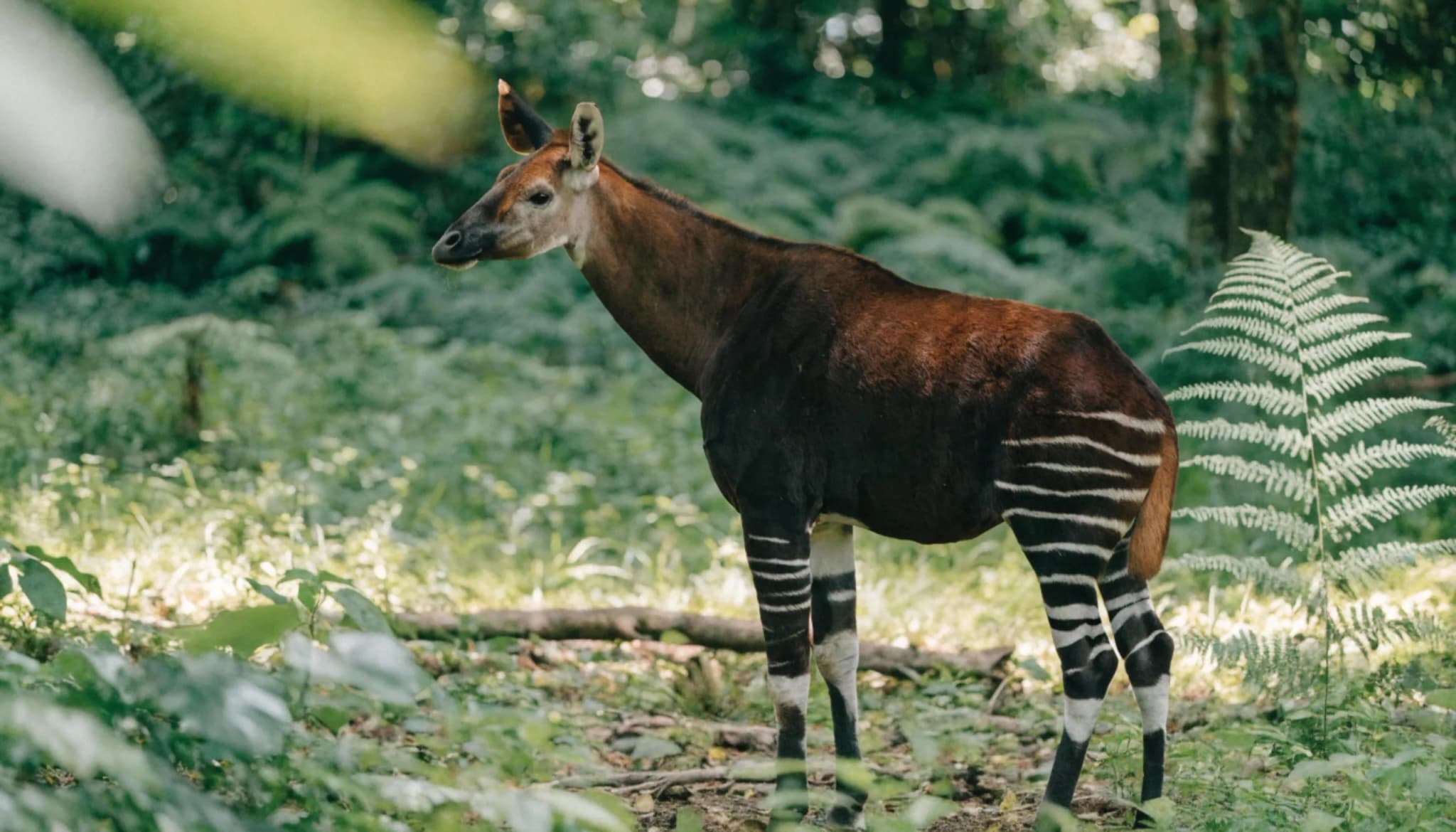 Majestic okapi standing gracefully in a lush green forest clearing showcasing its unique reddish brown fur and distinct 