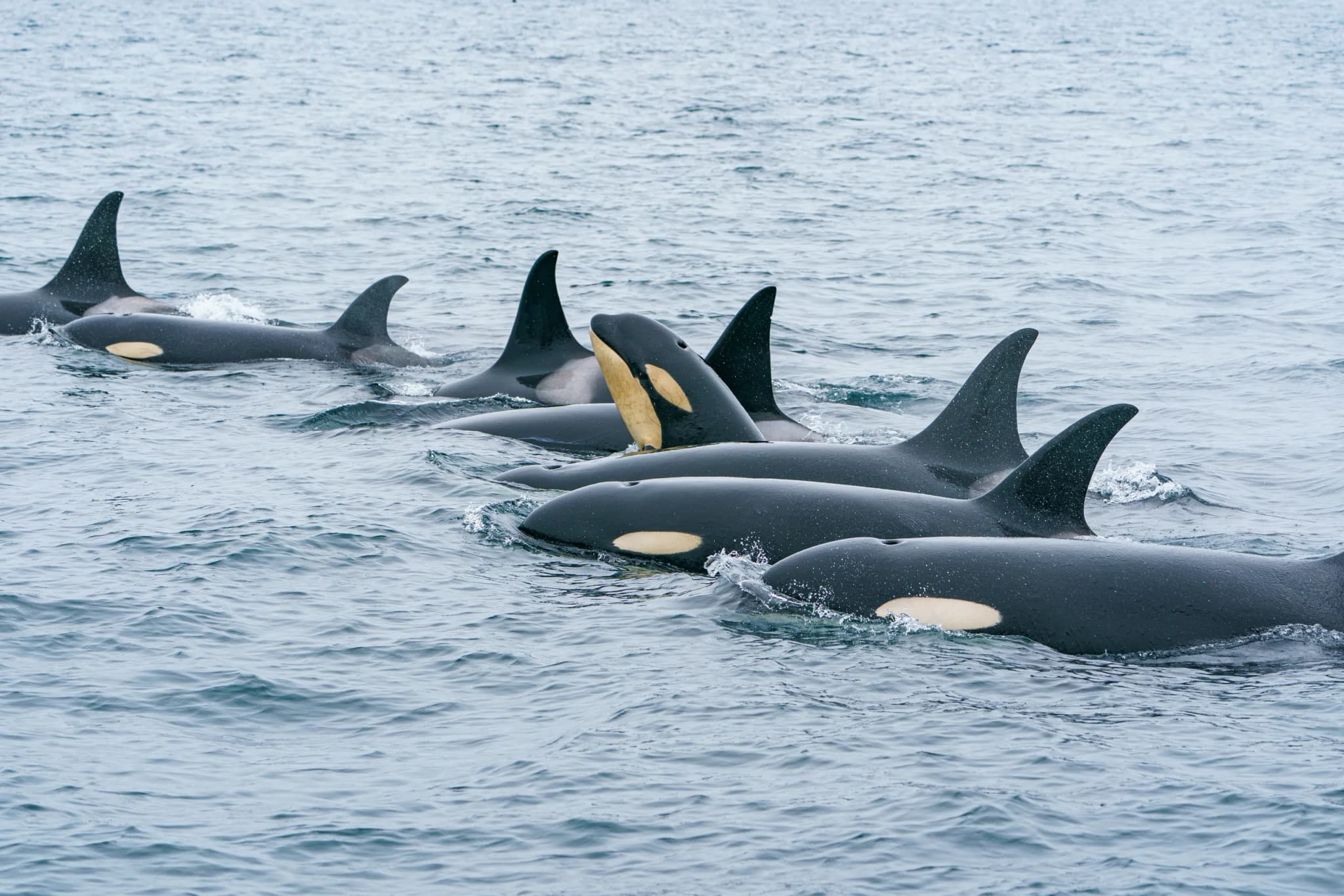 Orca