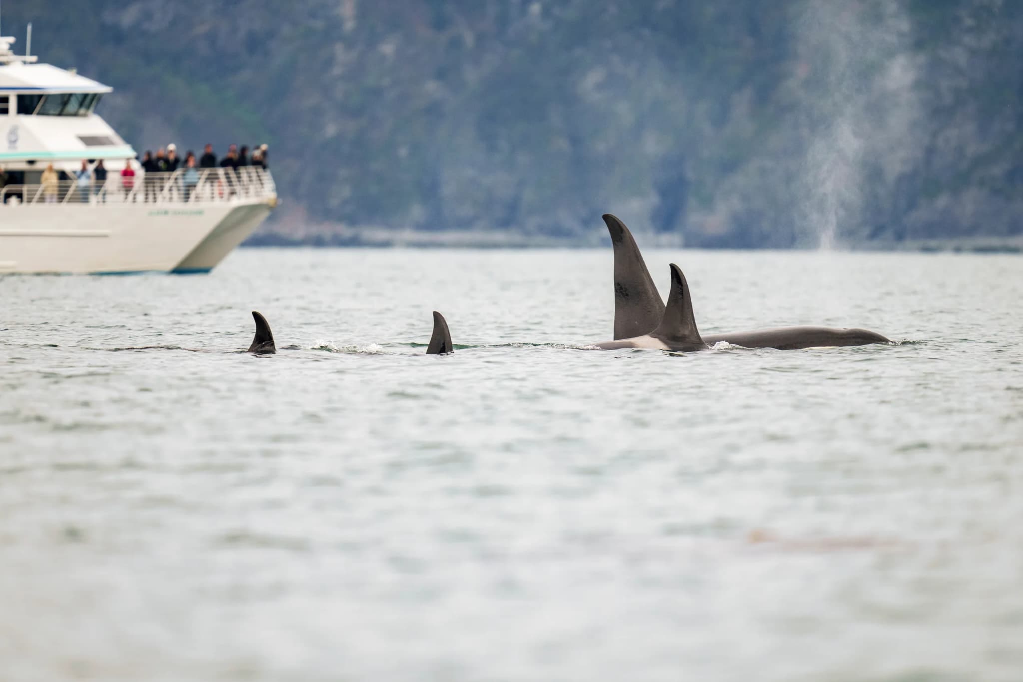Pod of orcas swimming in open ocean