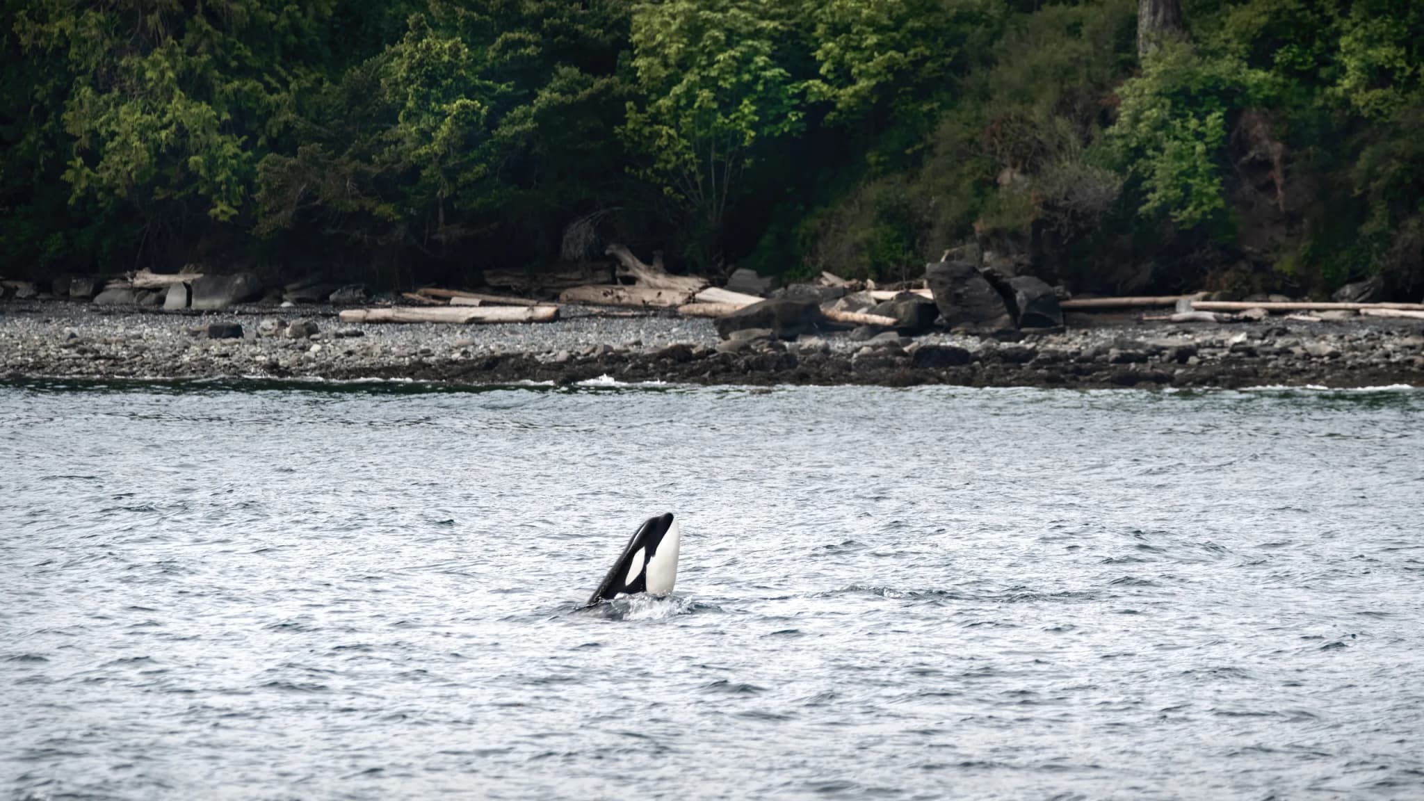 An orca (Orcinus Orca) spyhopping close to the shore of Gabriola Island, Canada, 16:9