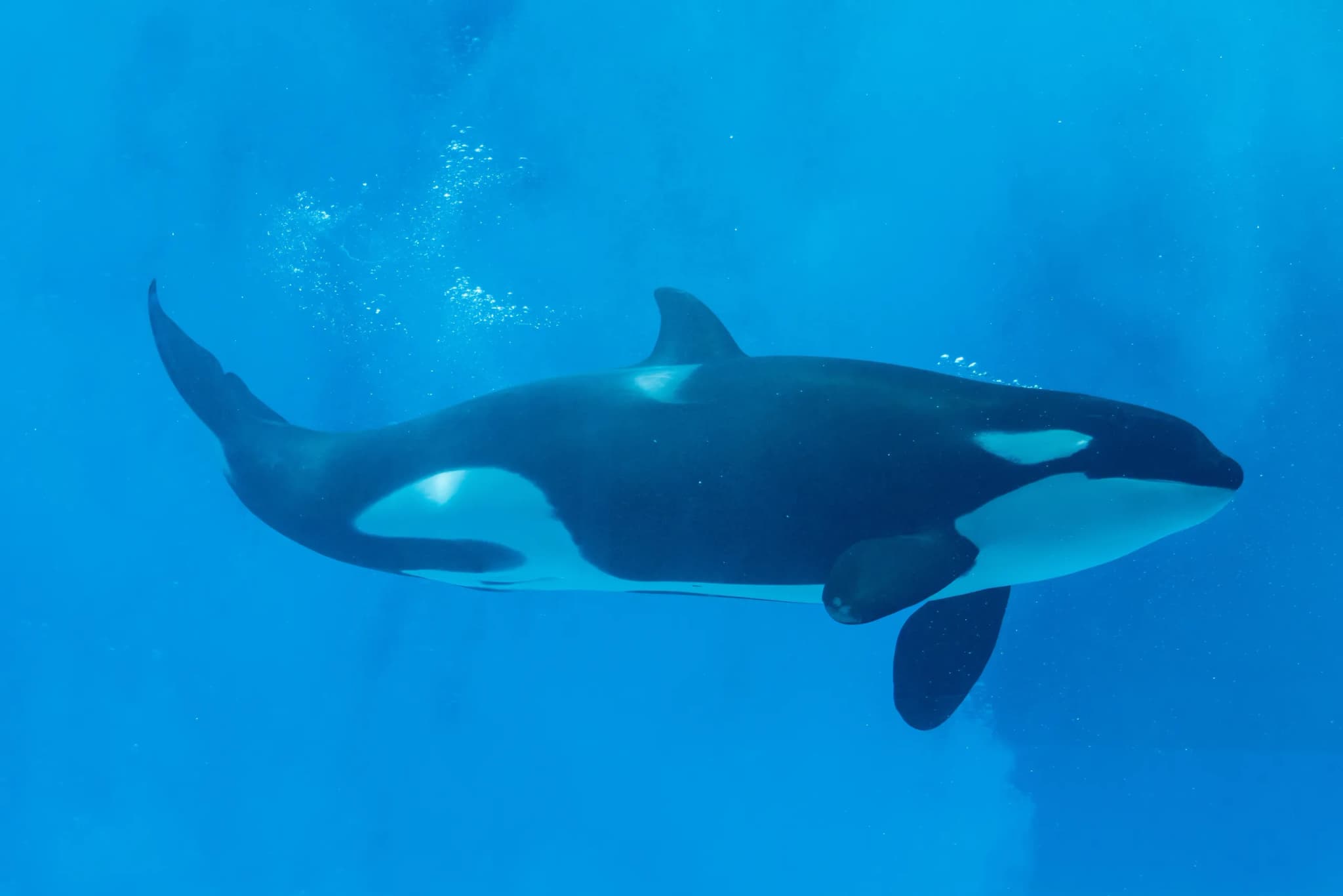 Orca whale swimming underwater in clear blue water