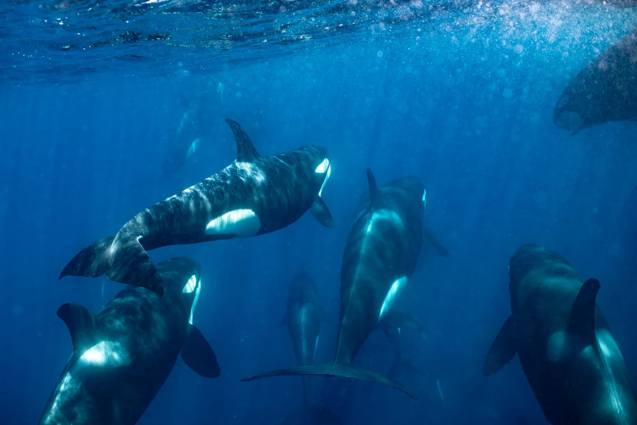 Groups of orcas move through the ocean waters near Baja California, Mexico. The pod swims gracefully beneath the surface