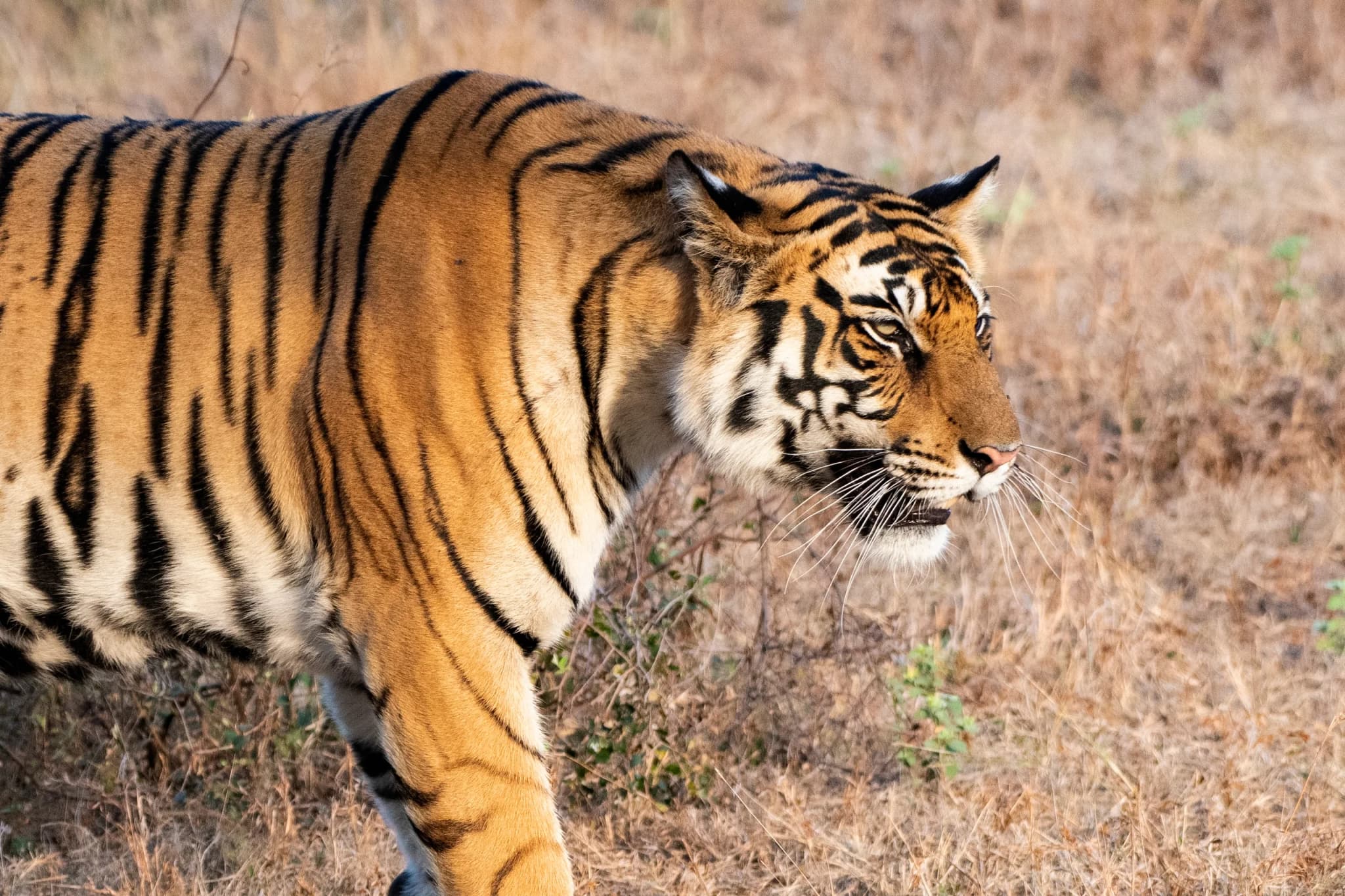 Tiger