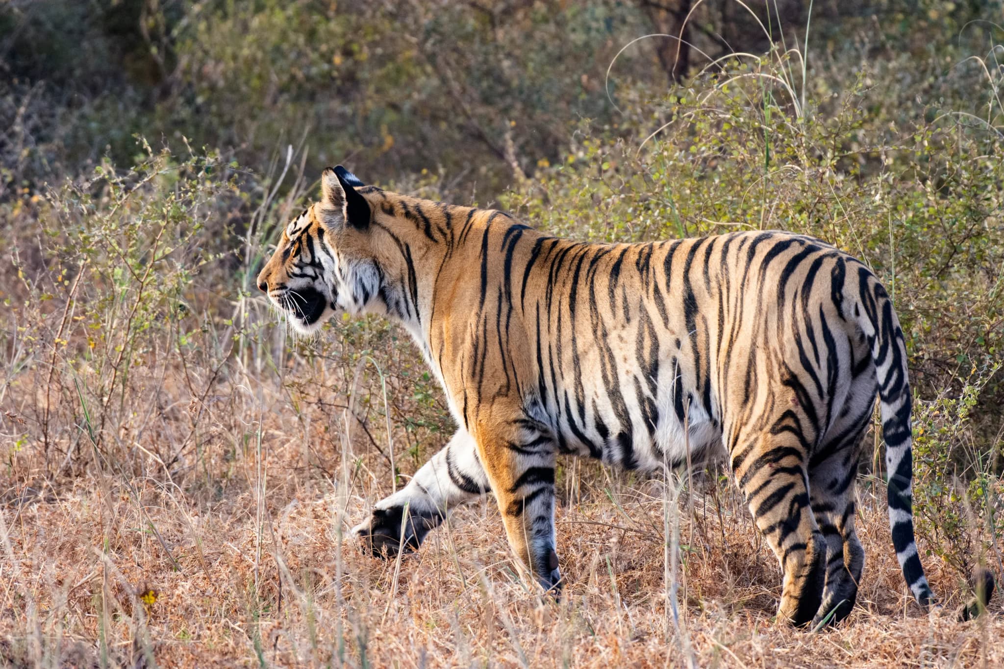 Royal Bengal tiger standing in dry forest vegetation