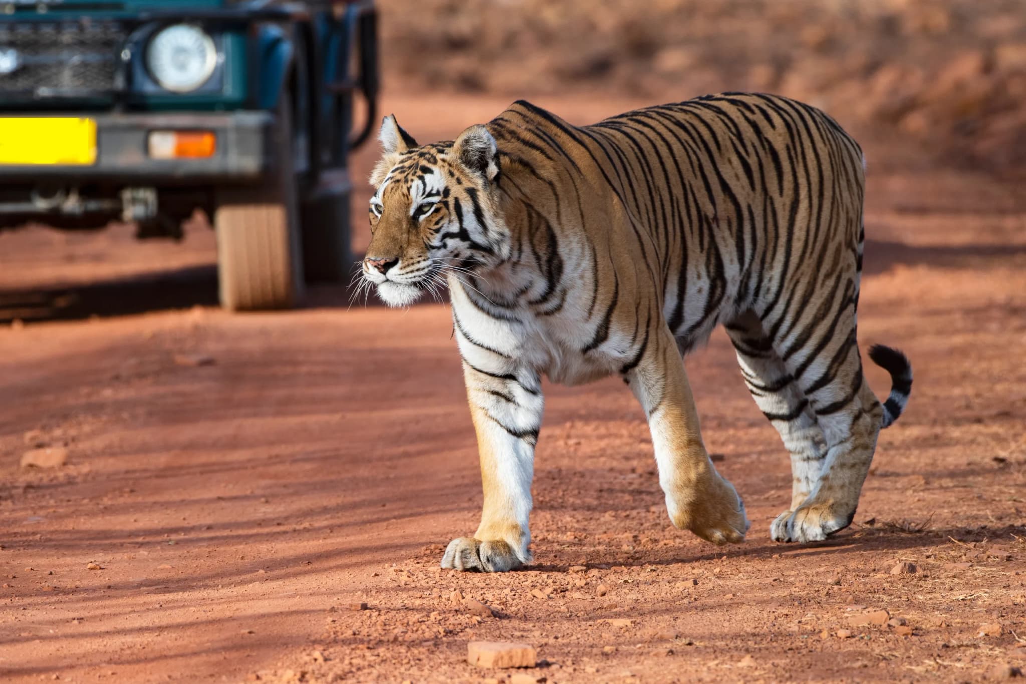 Adult female Royal Bengal tiger walking on a forest road toward the camera with a safari vehicle in the background, capt