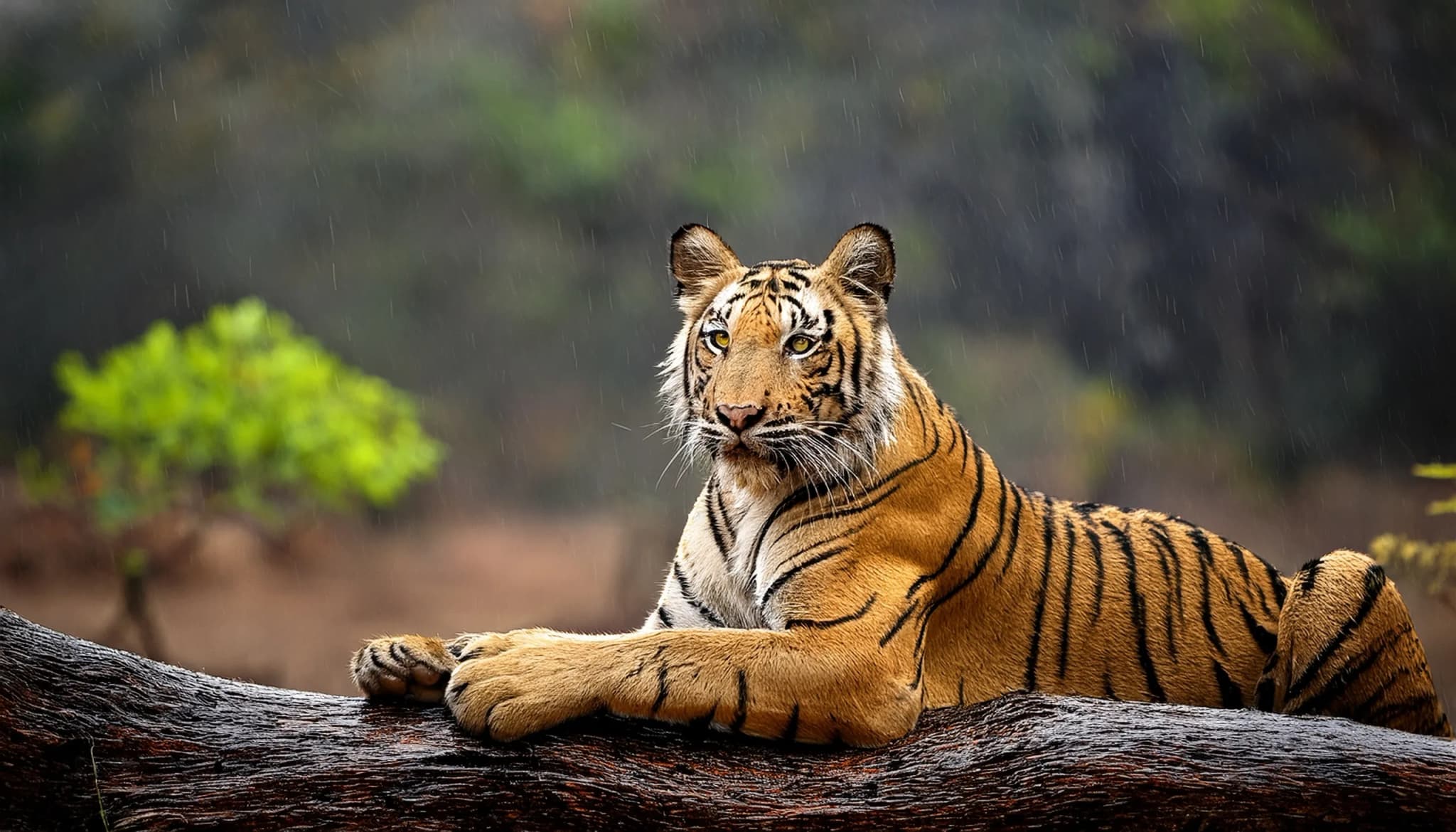 Indian tiger female with first rain, wild animal in the nature habitat, Ranthambore, India. End of dry season, beginning