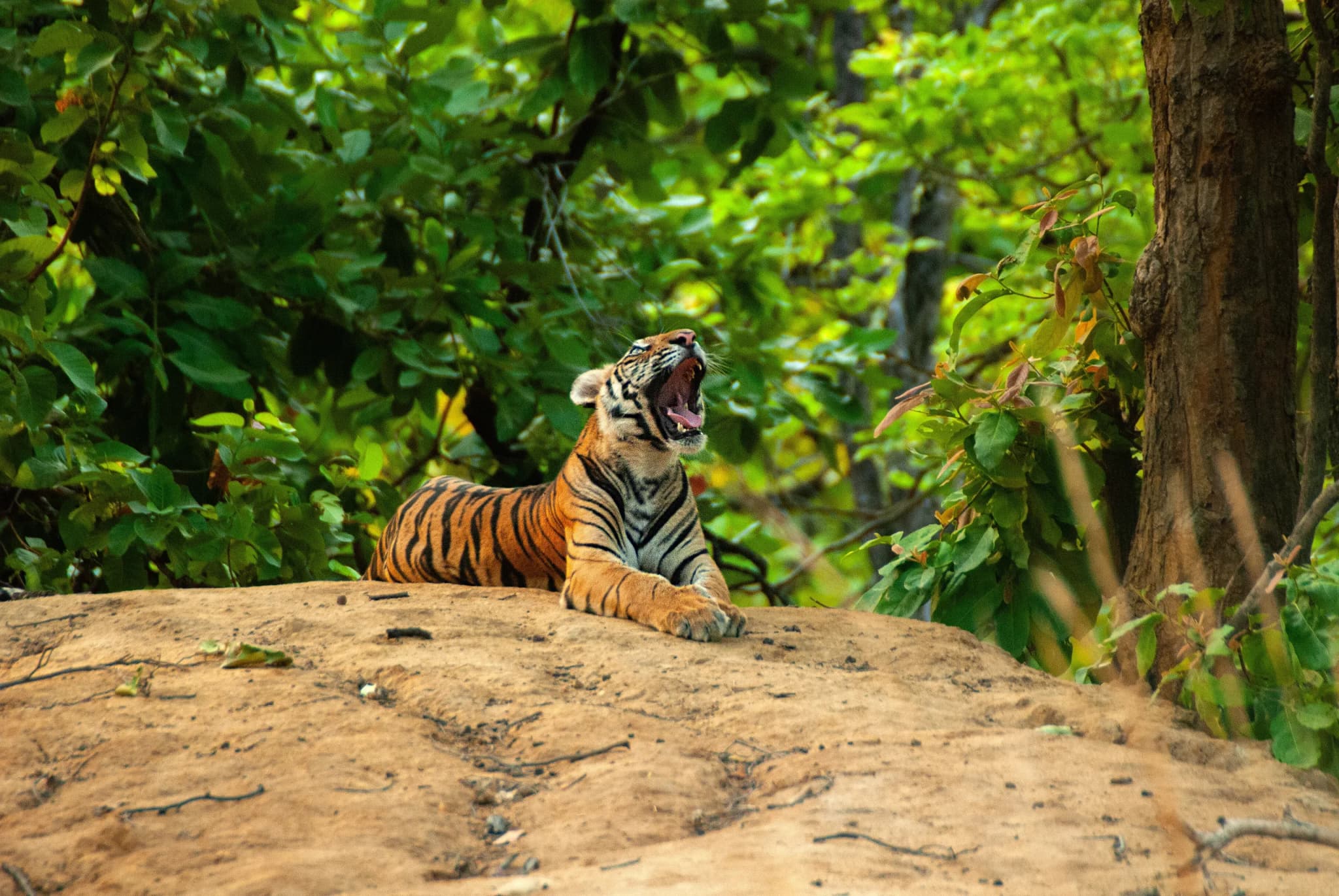 Indian Tiger in natural habitat
