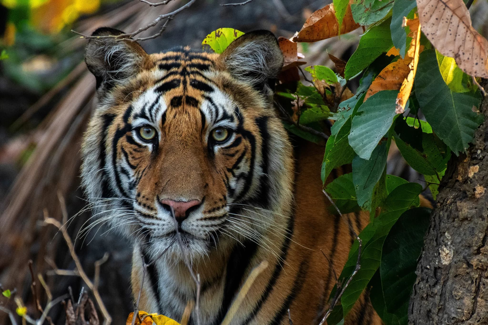 Tiger