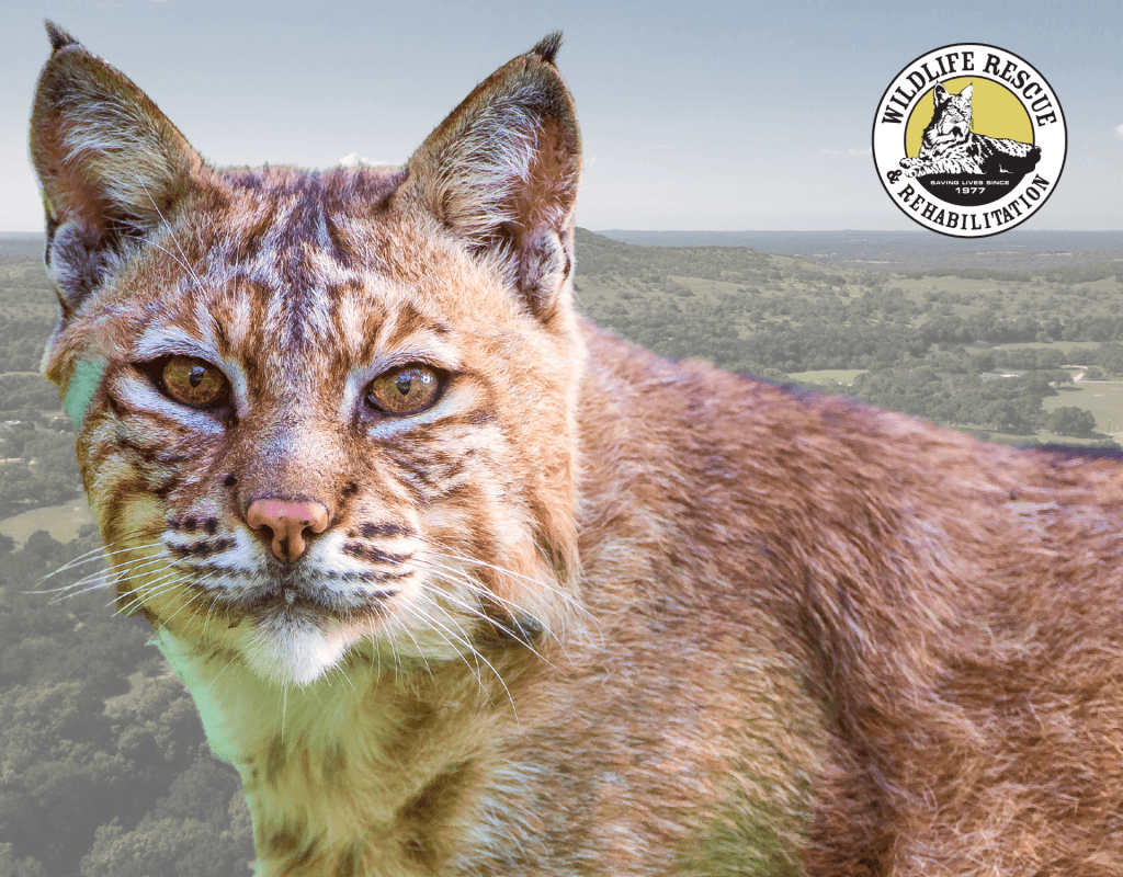 Wildlife Rescue & Rehabilitation