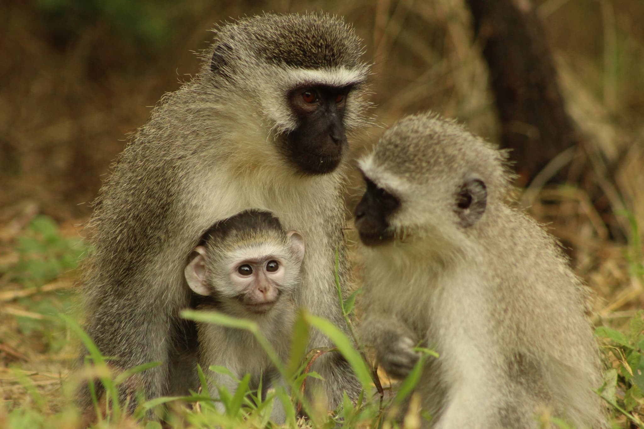 Vervet Monkey Foundation