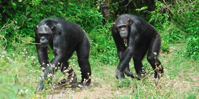 Sweetwaters Chimpanzee Sanctuary