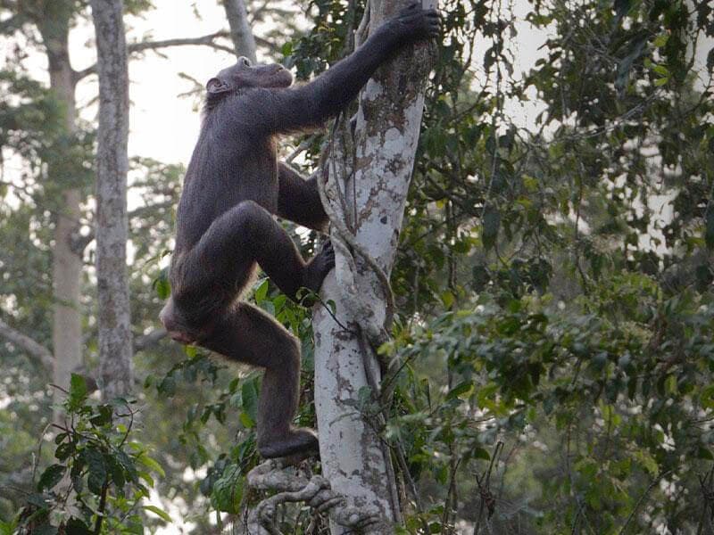 Sanaga-Yong Chimpanzee Rescue