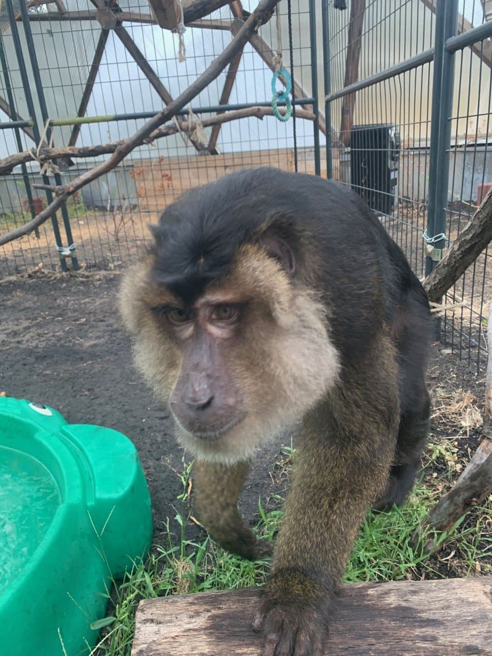 Primates Incorporated