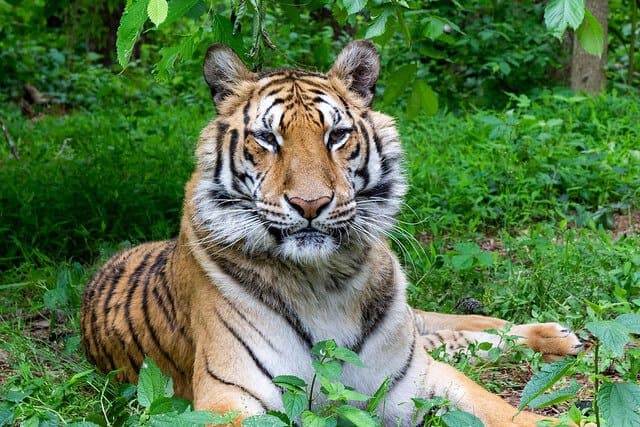 Carolina Tiger Rescue