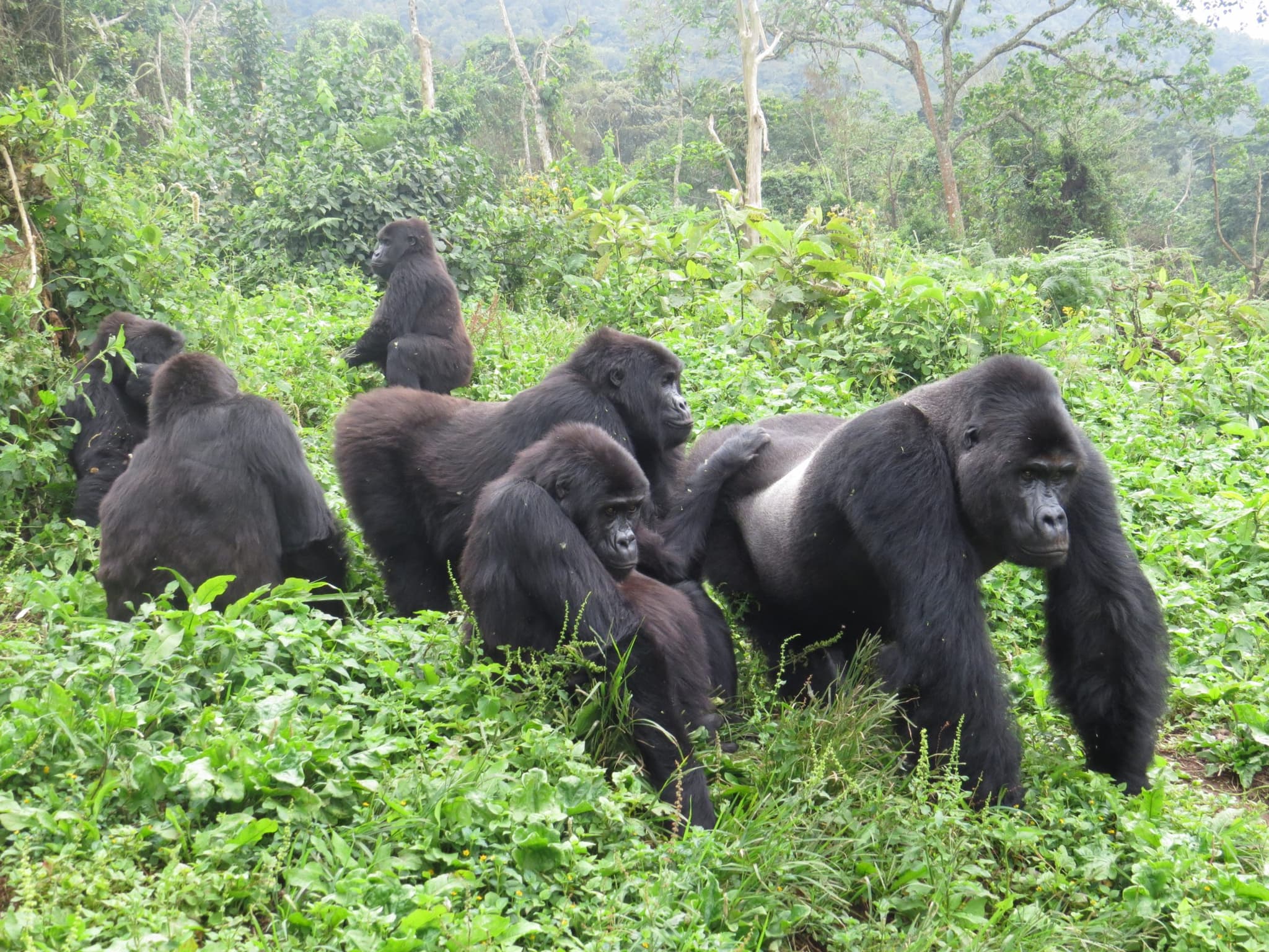 GRACE Gorillas