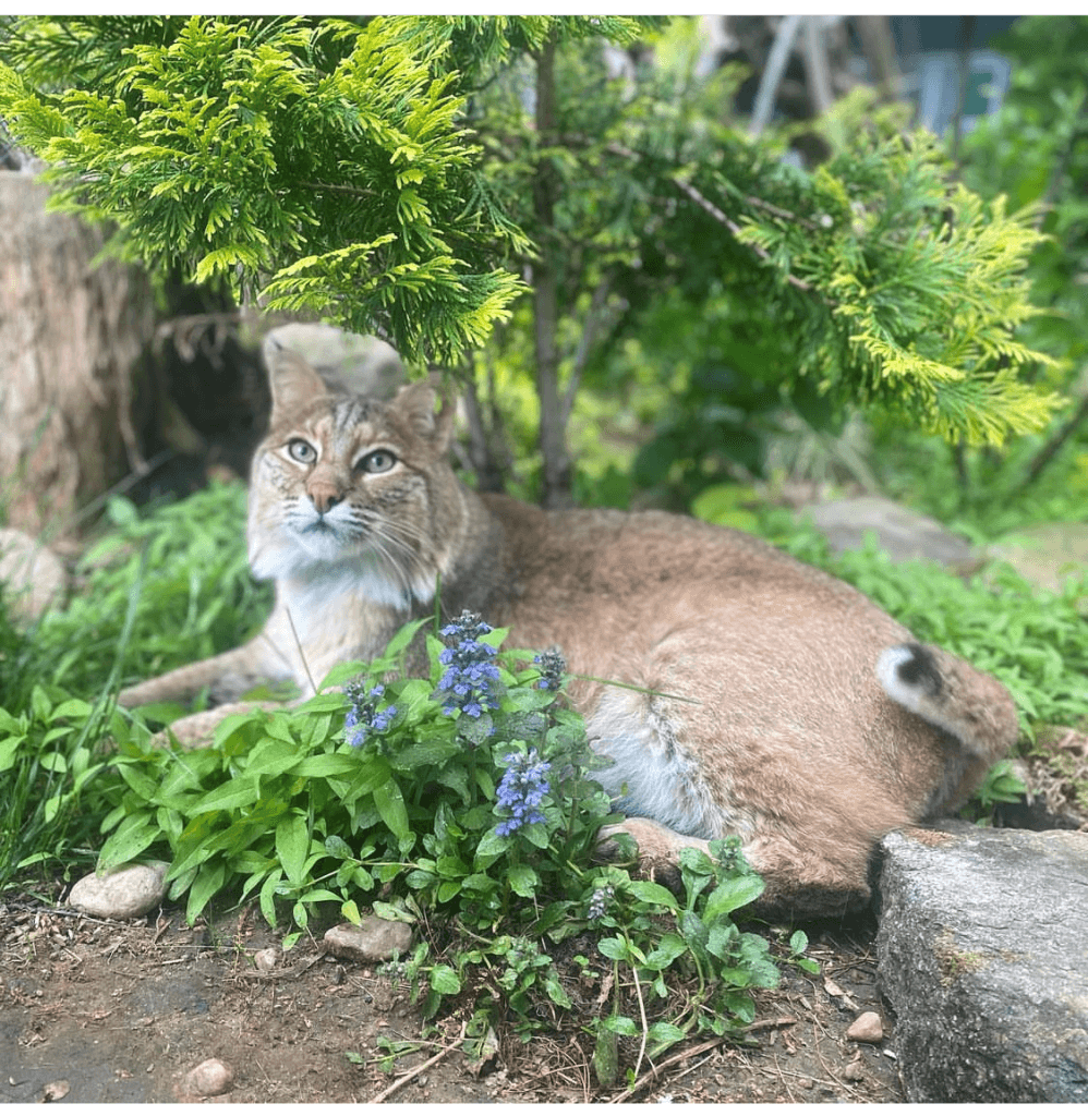 Rustic Acres Wildcat Rescue