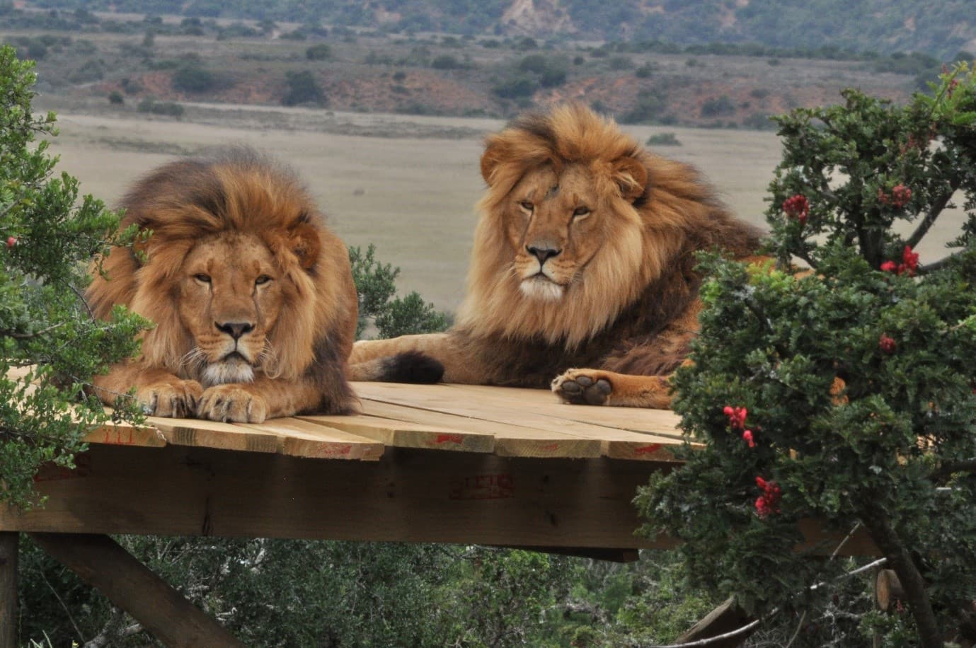 Born Free Foundation Big Cat Sanctuary at Shamwari Private Game Reserve