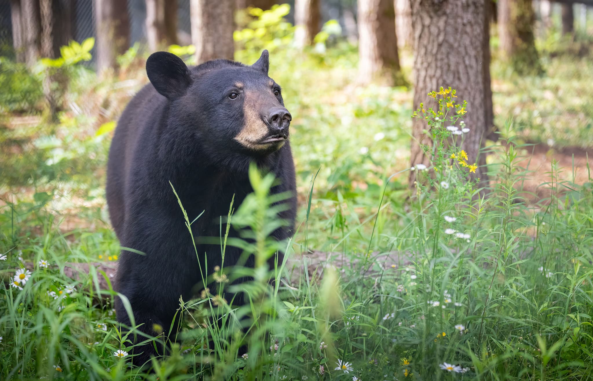 Aspen Valley Wildlife Sanctuary