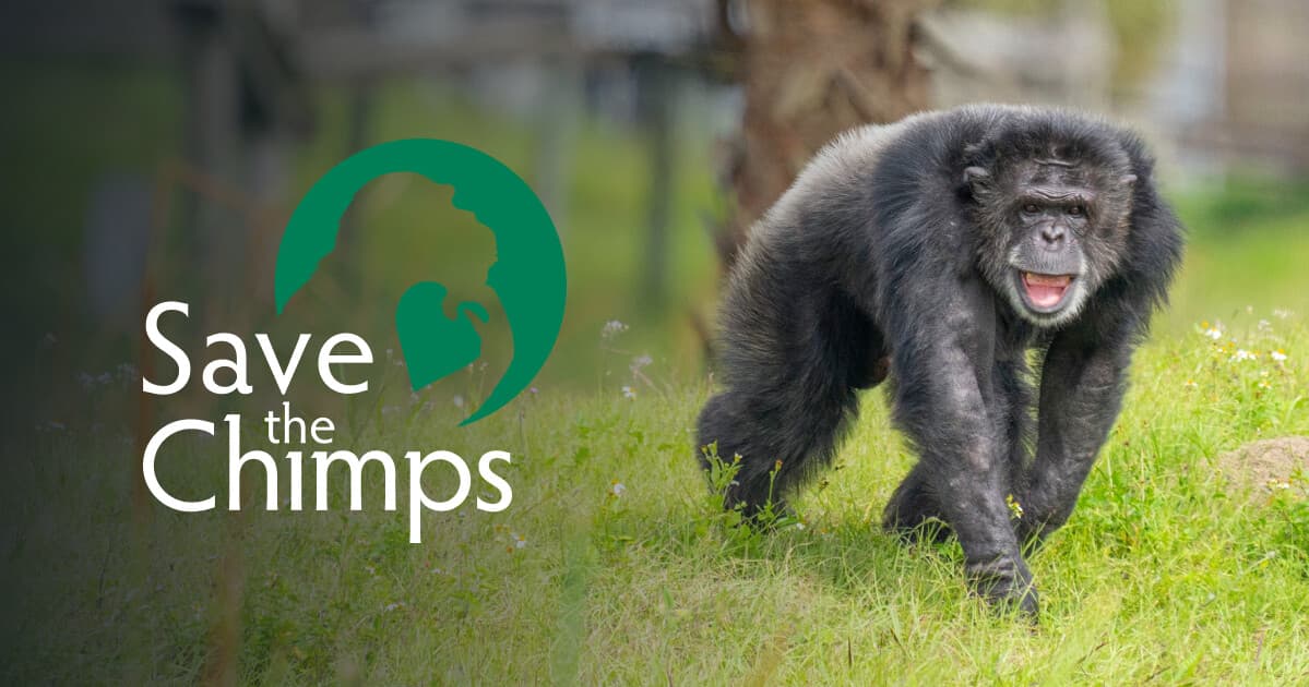 Save the Chimps