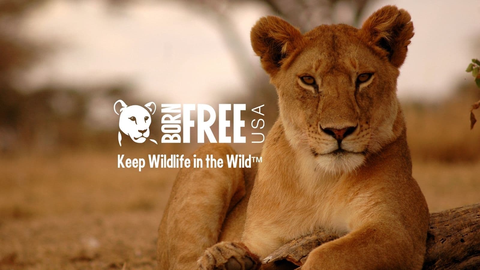 Born Free USA