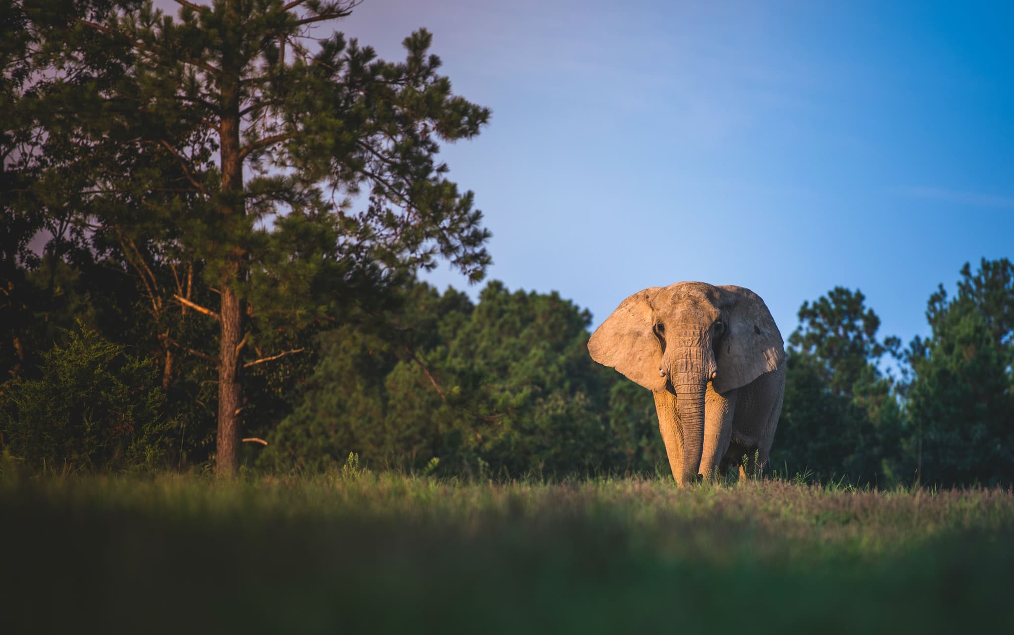 The Elephant Sanctuary in Tennessee