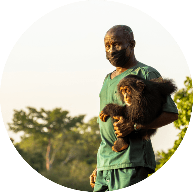 Projet Primates / Chimpanzee Conservation Center