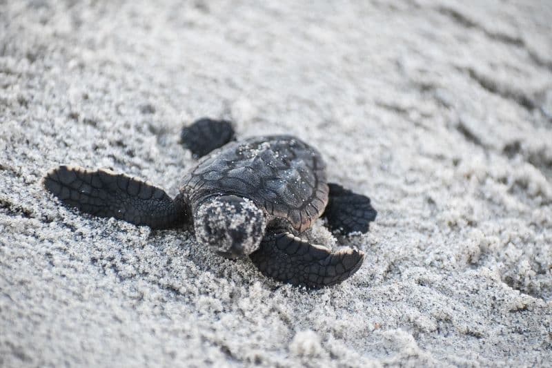 The Karen Beasley Sea Turtle Rescue and Rehabilitation Center