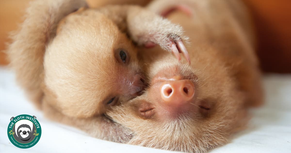 The Sloth Institute