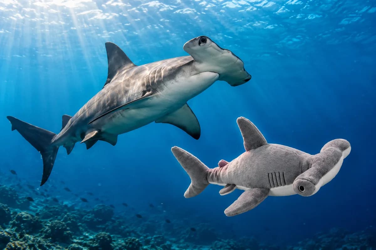 The hammerhead shark plush