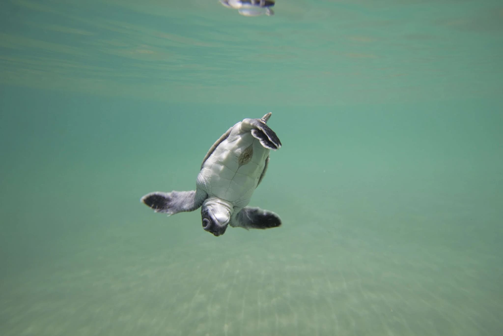 SEE Turtles