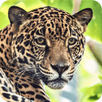Rescate Wildlife Rescue Center
