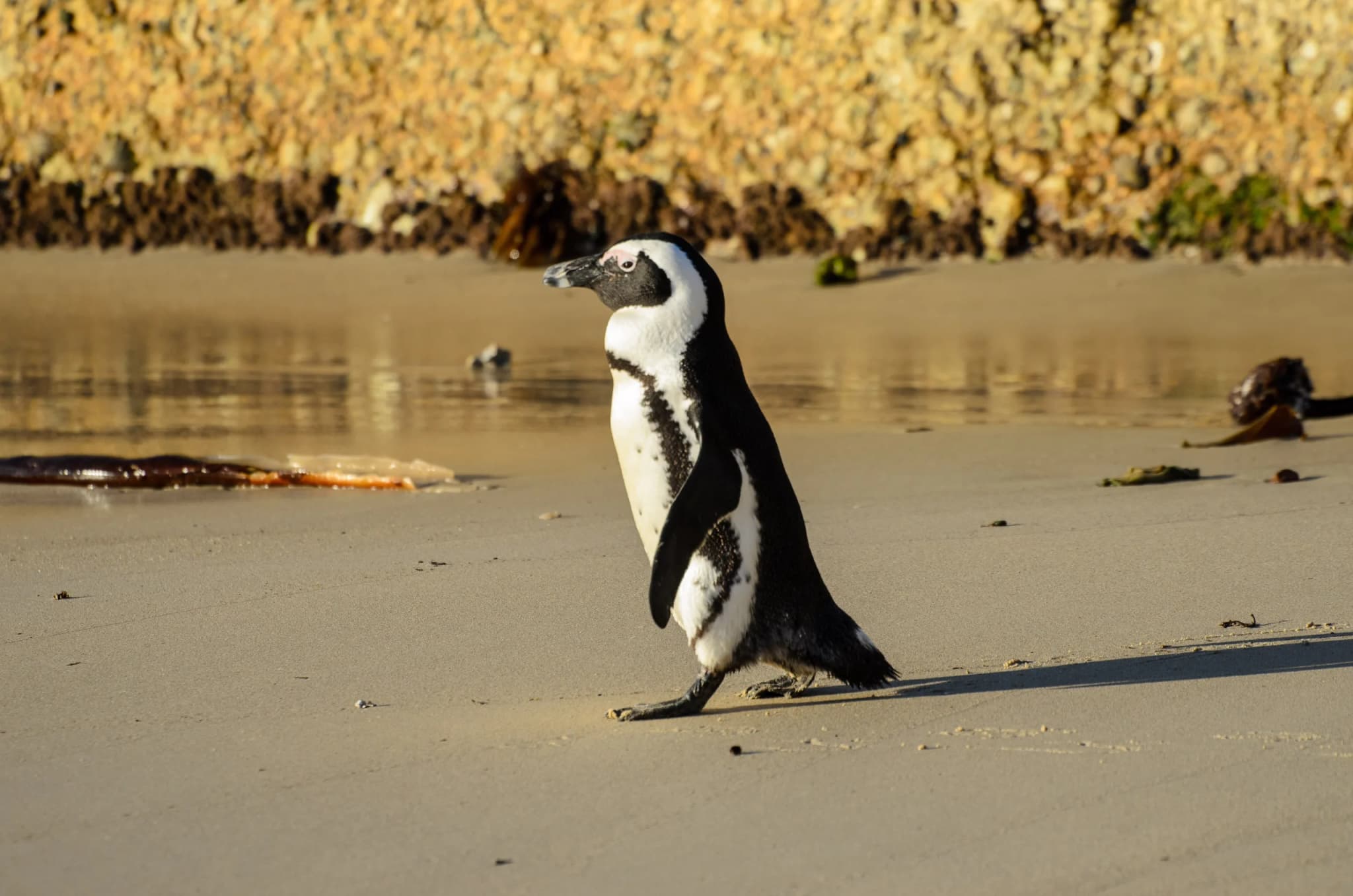African Penguin