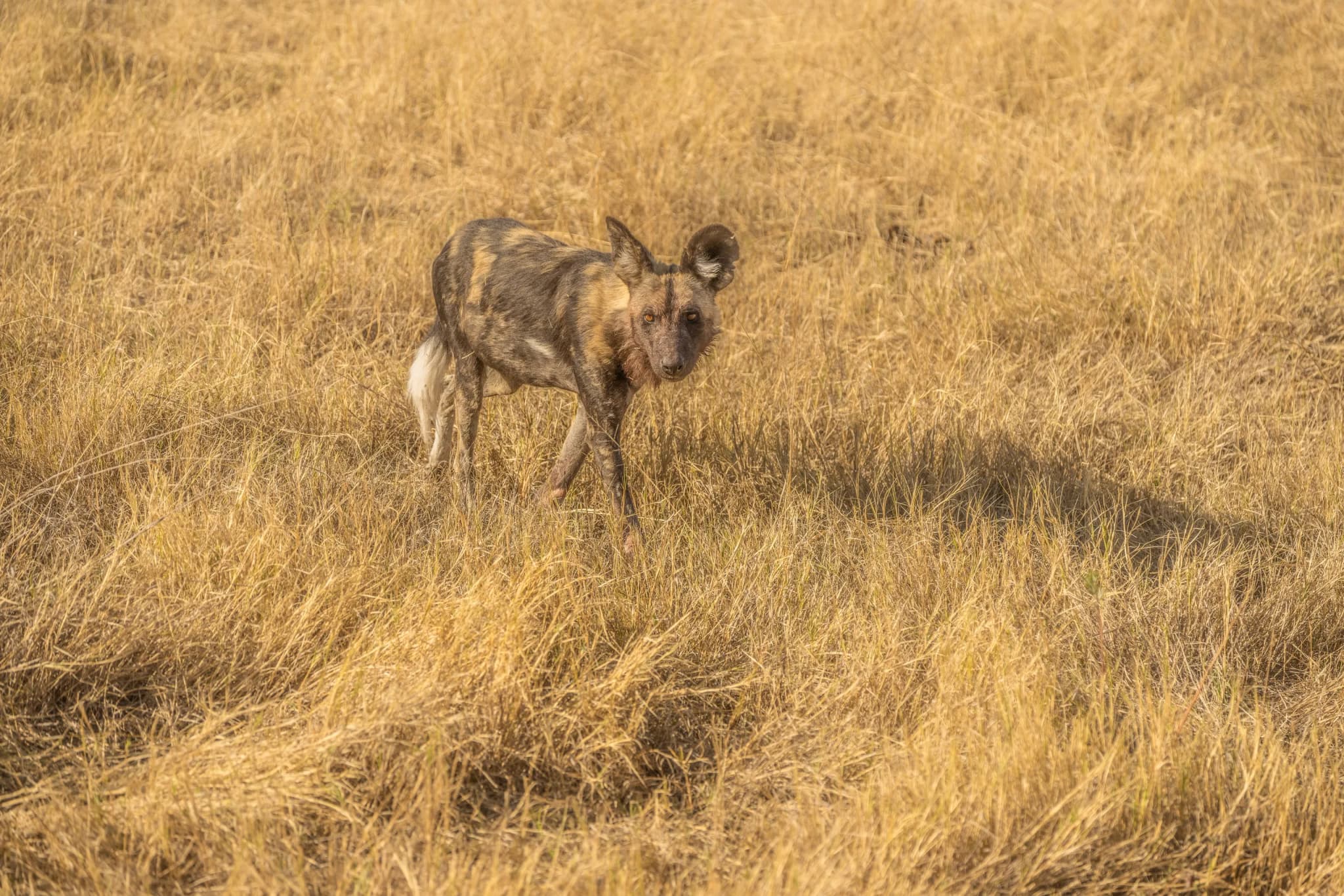 African Wild Dog