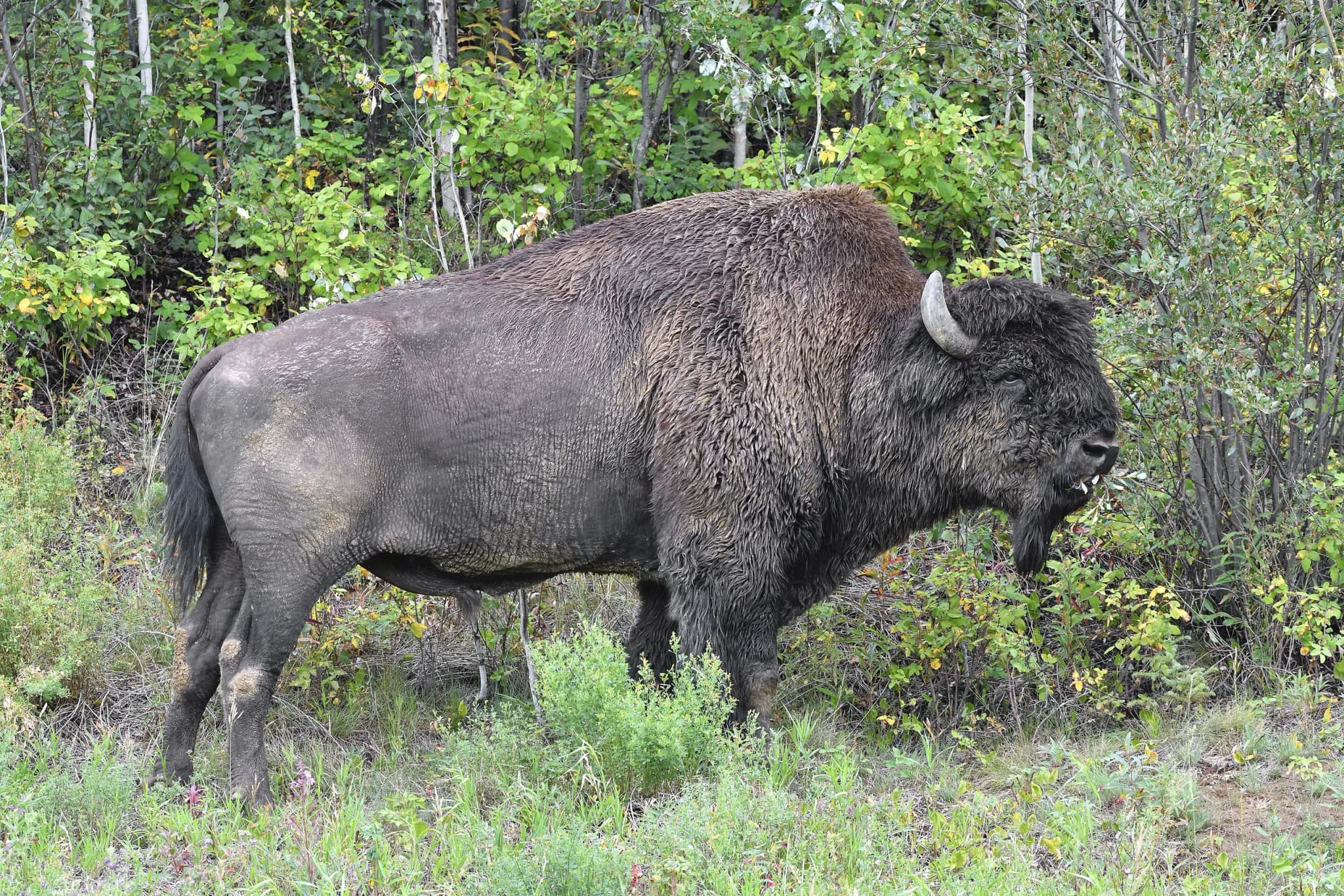 American Bison