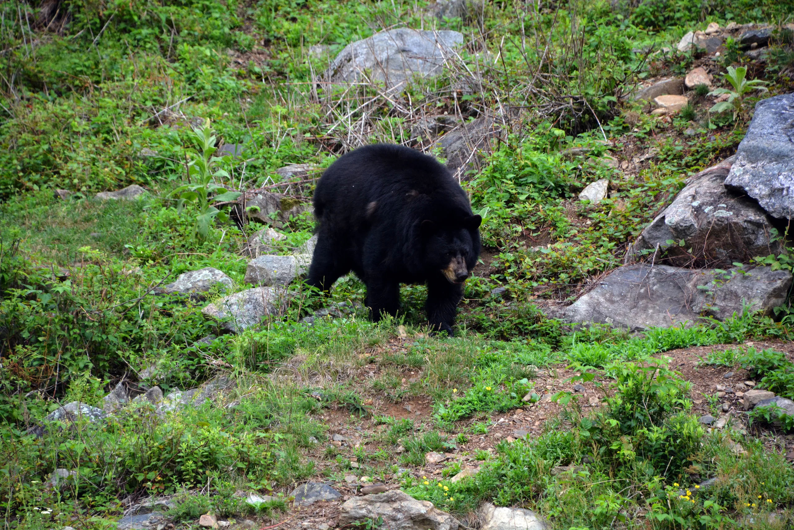 American Black Bear
